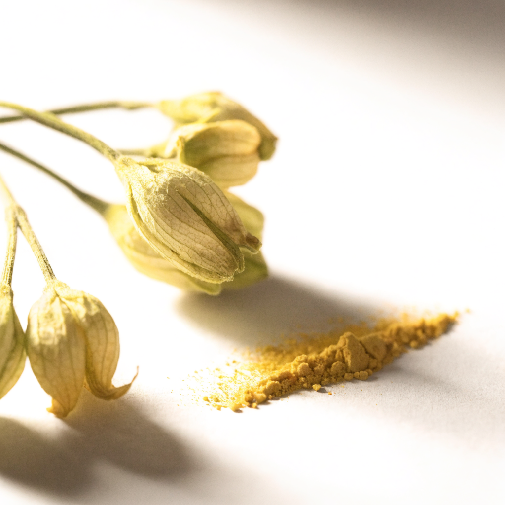 Sophora japonica flower buds with quercetin