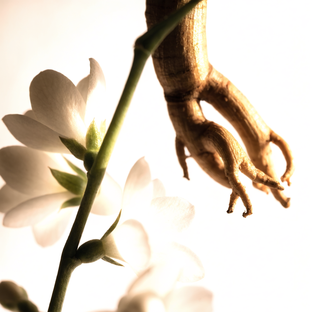 Jasmine flowers and ginseng root