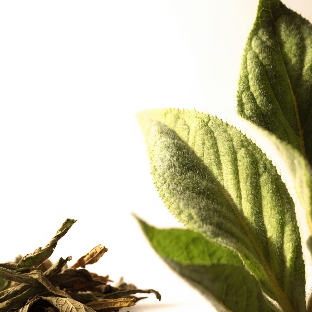 Mullein plant and dried herb