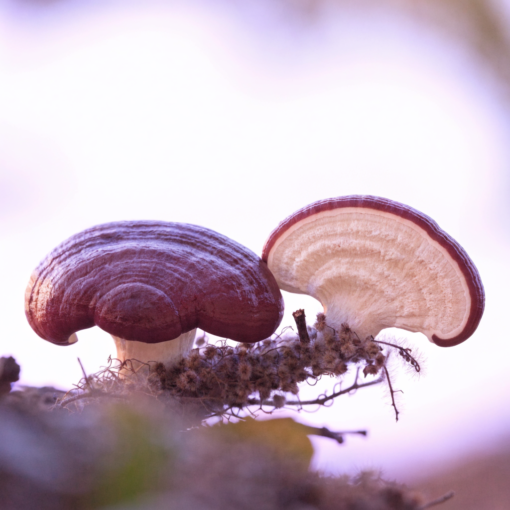 Reishi mushroom whole and sliced