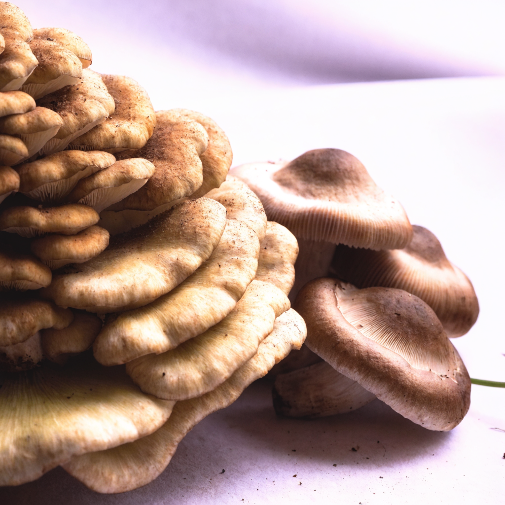 Maitake and shiitake mushrooms