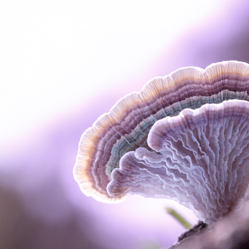 Turkey tail mushroom fan