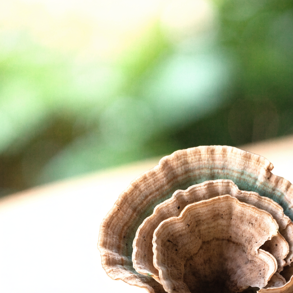 Turkey tail mushroom fan