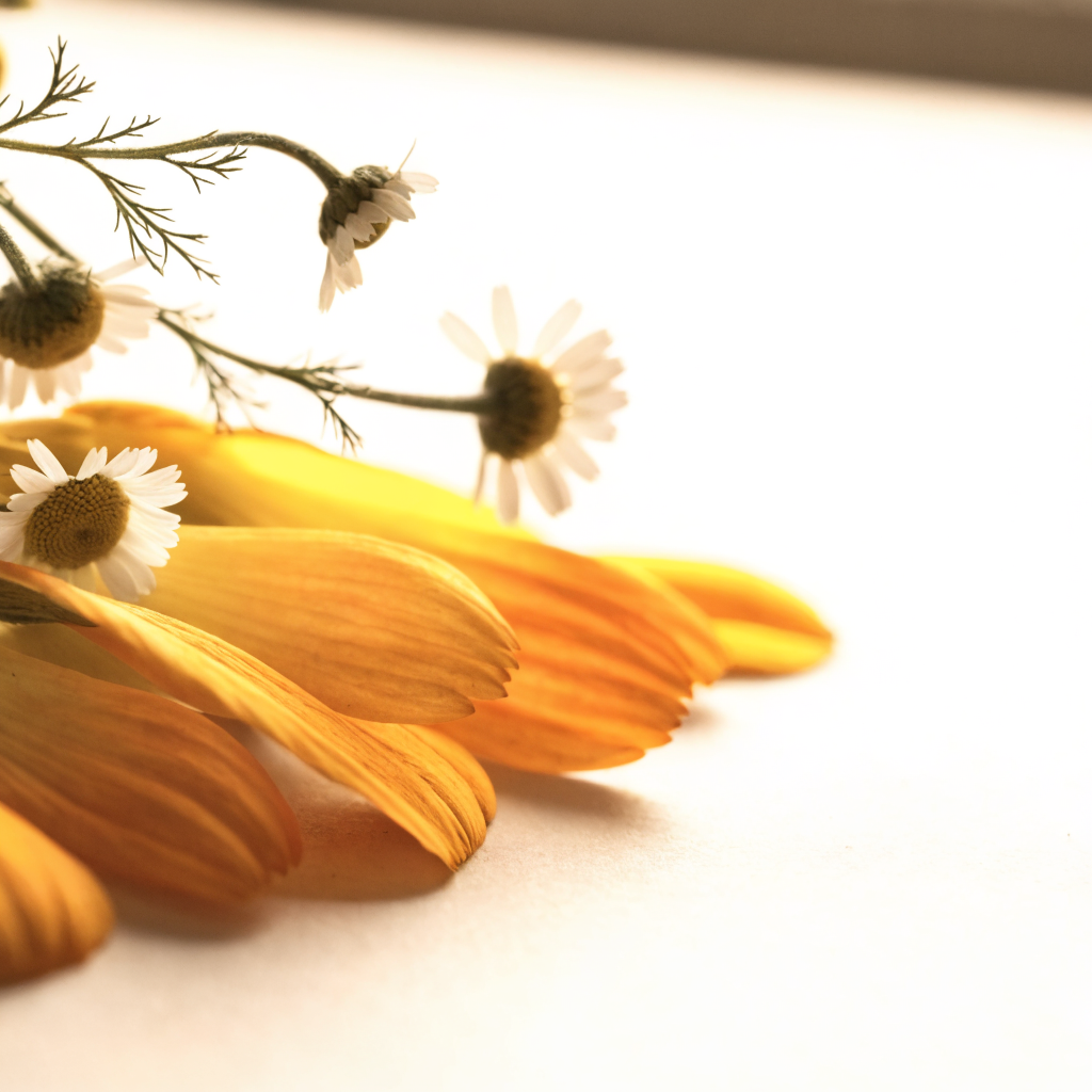 Calendula and chamomile flowers