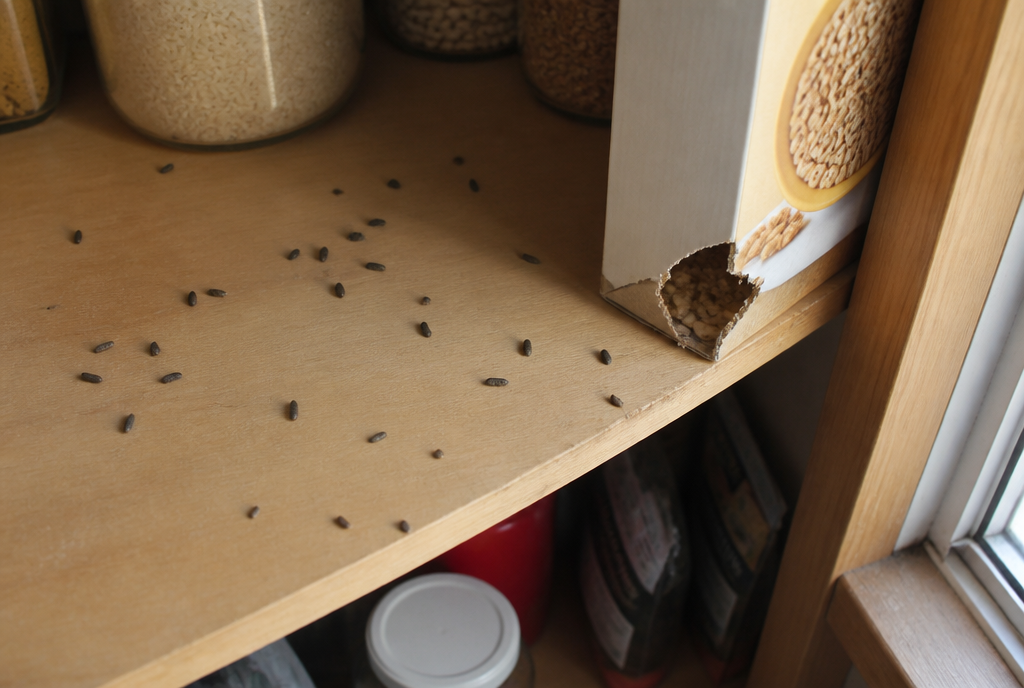 Kitchen pantry shelf with scattered droppings and a chewed cereal box corner