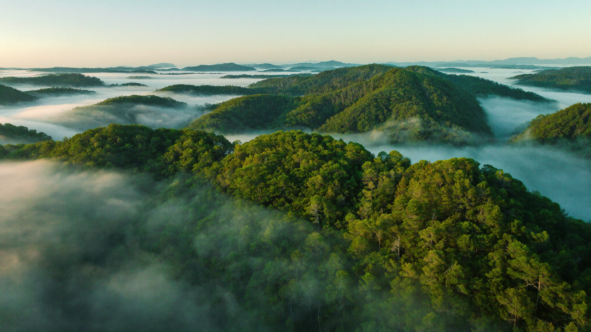 Lush green mountain landscape at dawn, mist rising over forested valley, no people, serene atmosphere