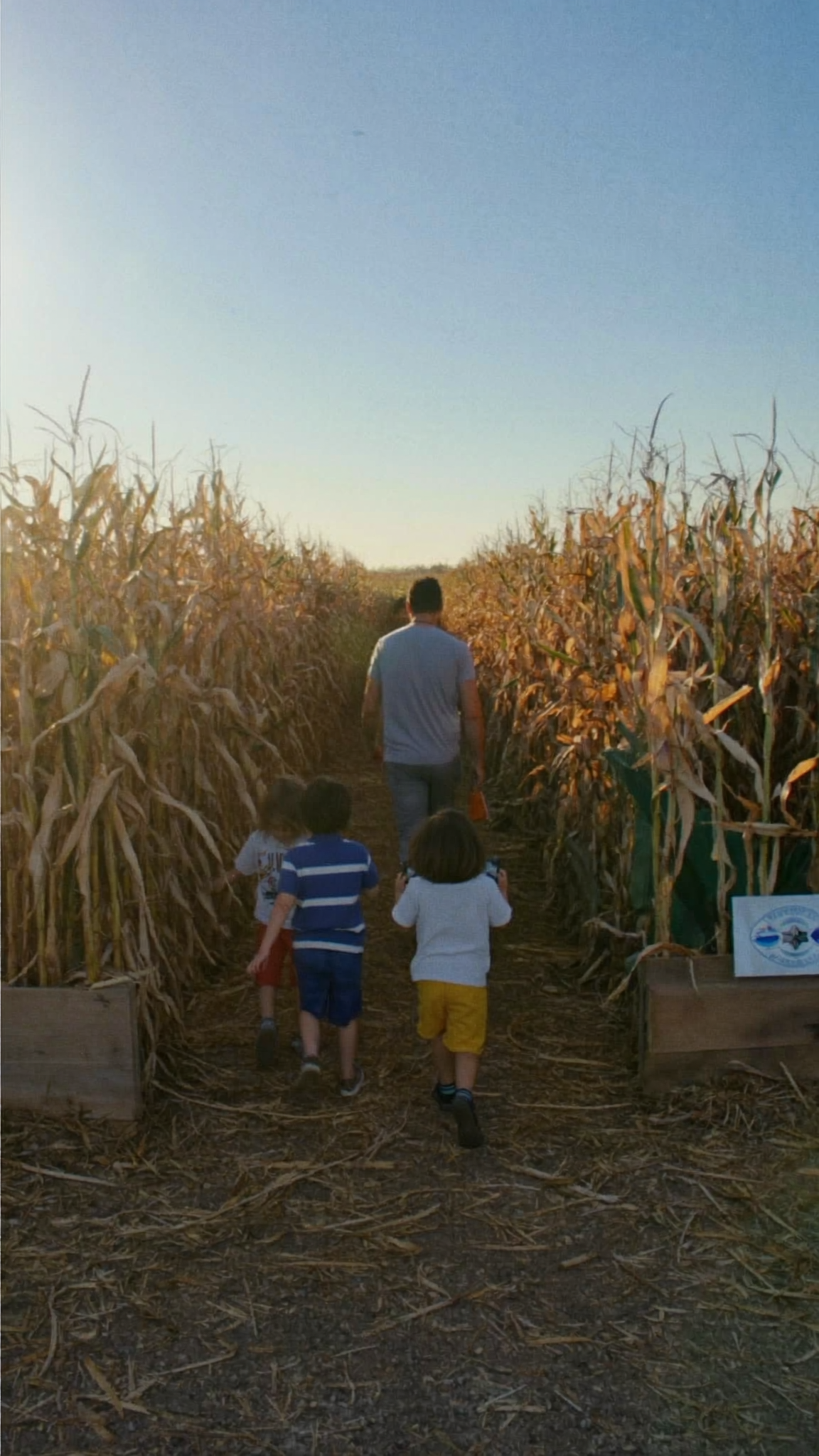 A dad and two kids walking into a corn maze