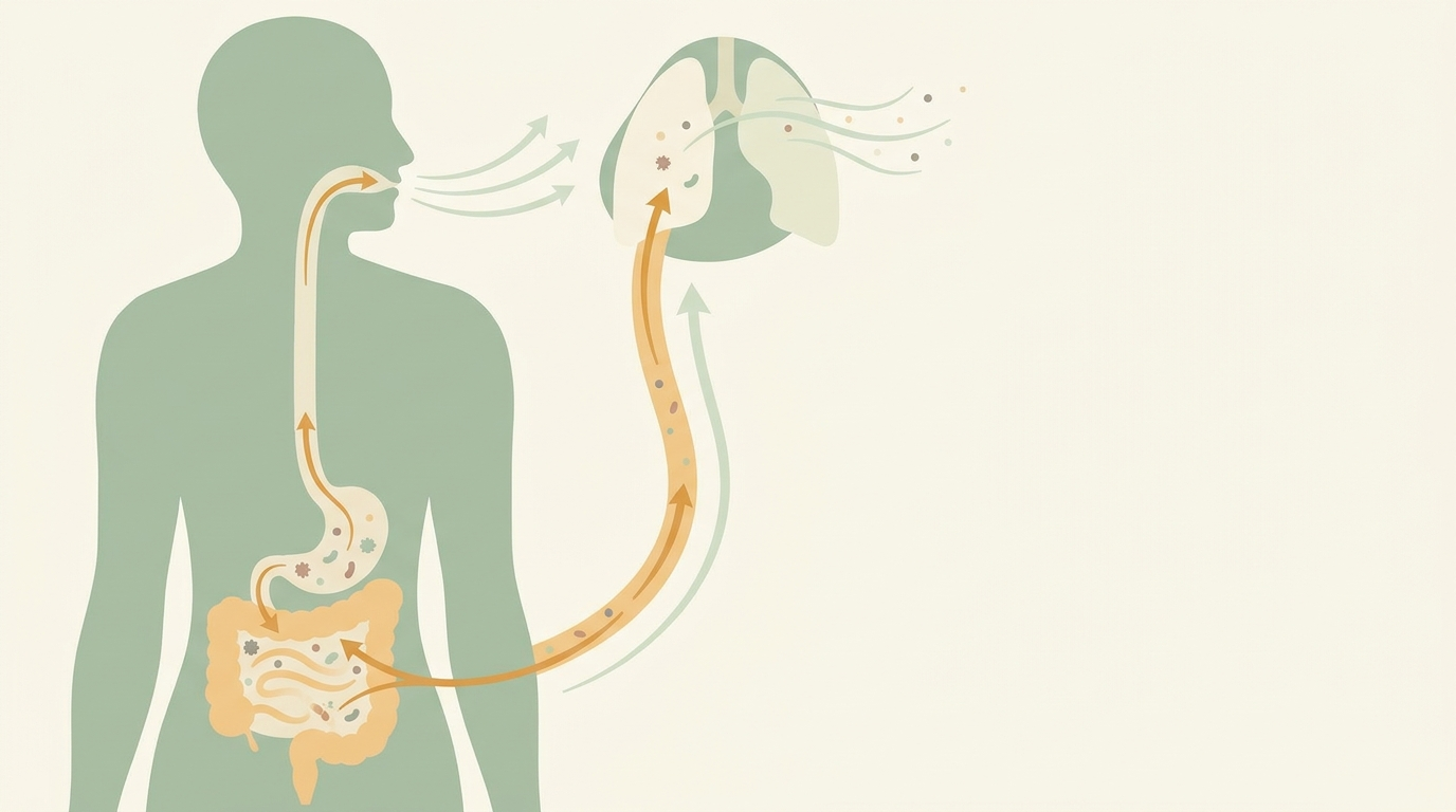Illustration of odor compounds forming in the gut, traveling the bloodstream and leaving through the lungs