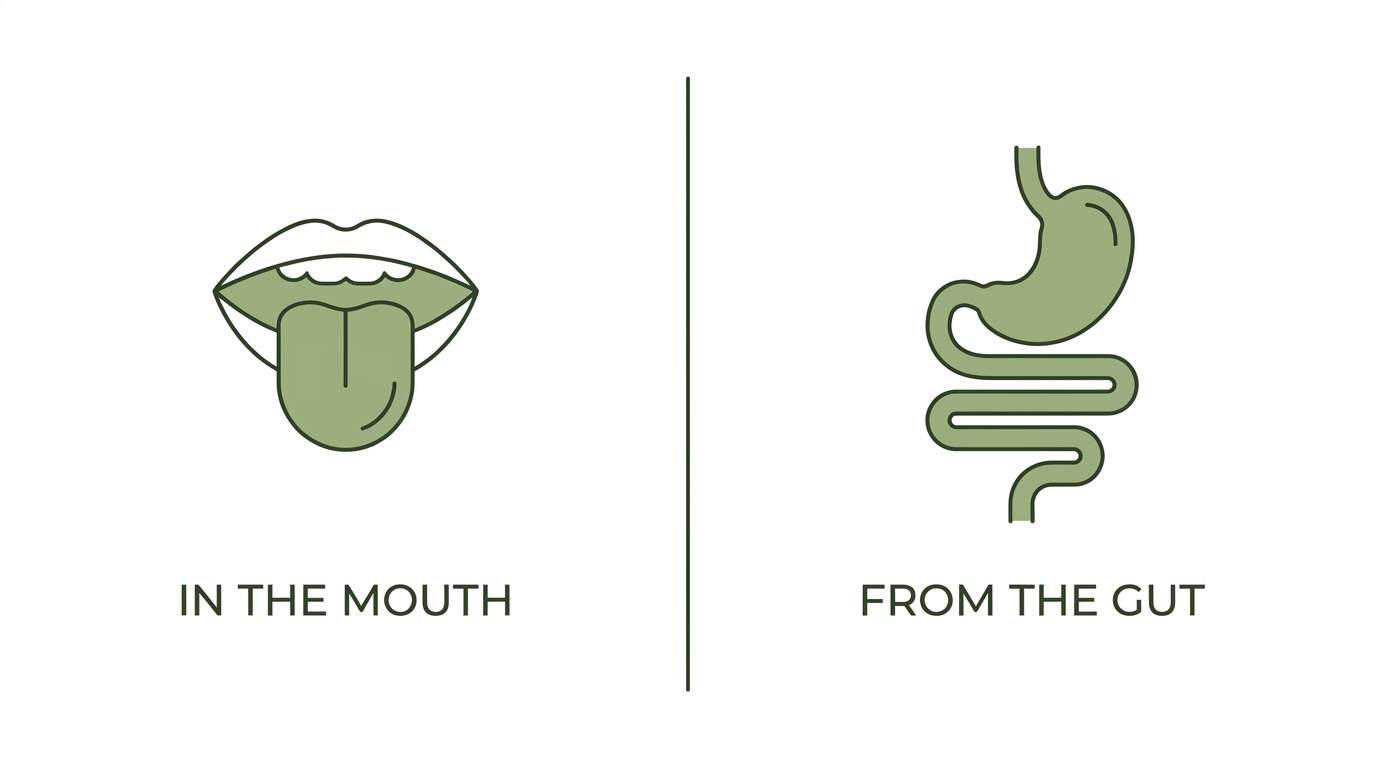 Diagram comparing bad breath that starts in the mouth with bad breath that starts in the gut