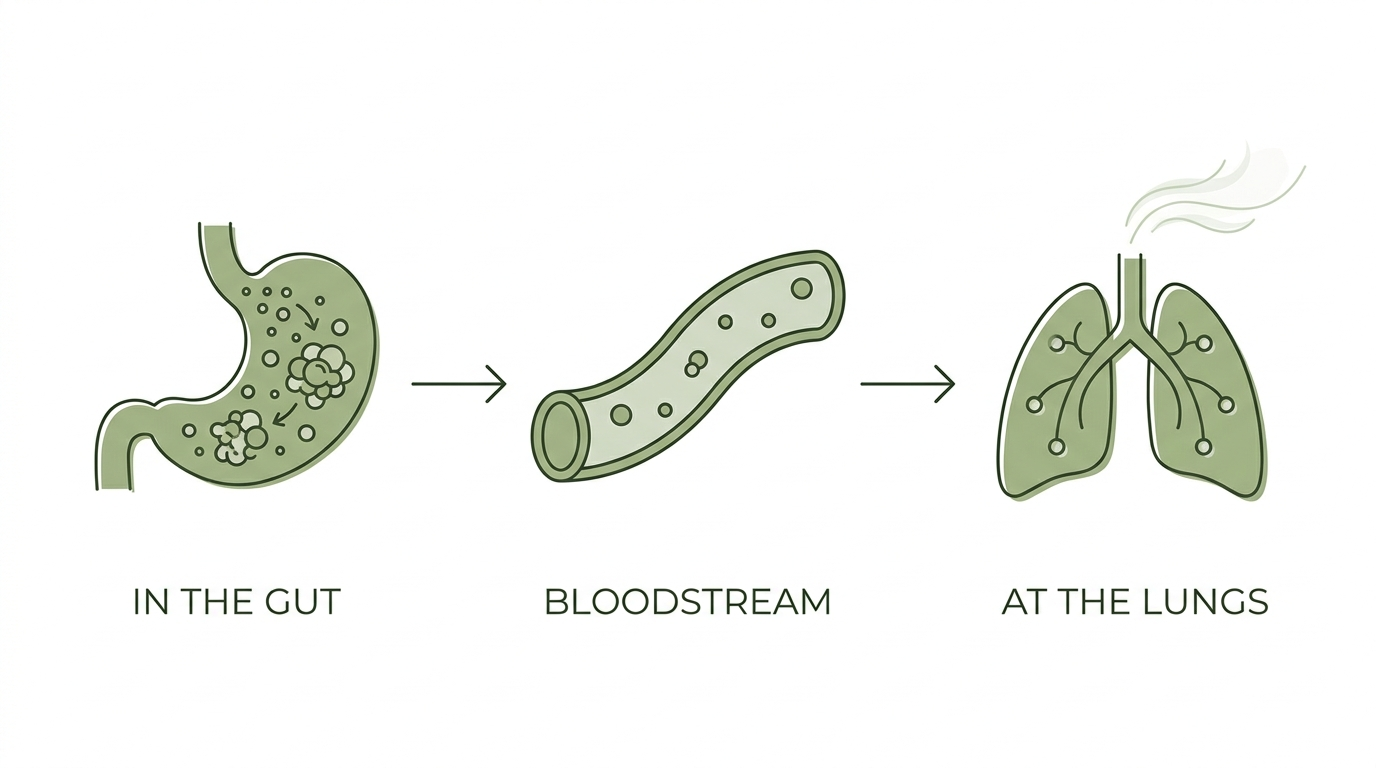 Three-step diagram: chlorophyllin binds compounds in the gut, fewer travel the bloodstream, less leaves at the lungs