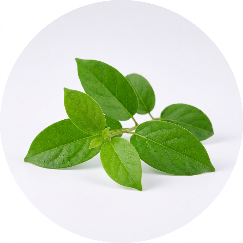 Gymnema sylvestre