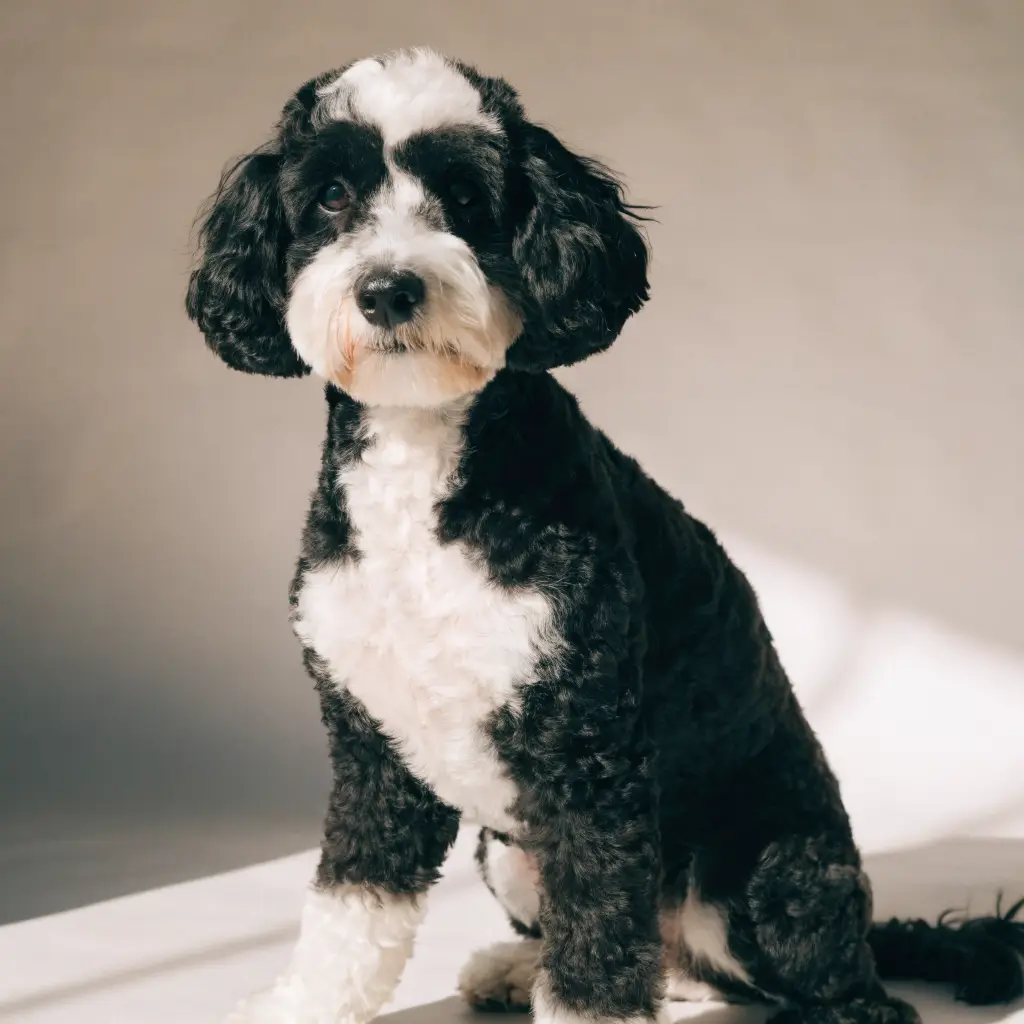 Cockapoo