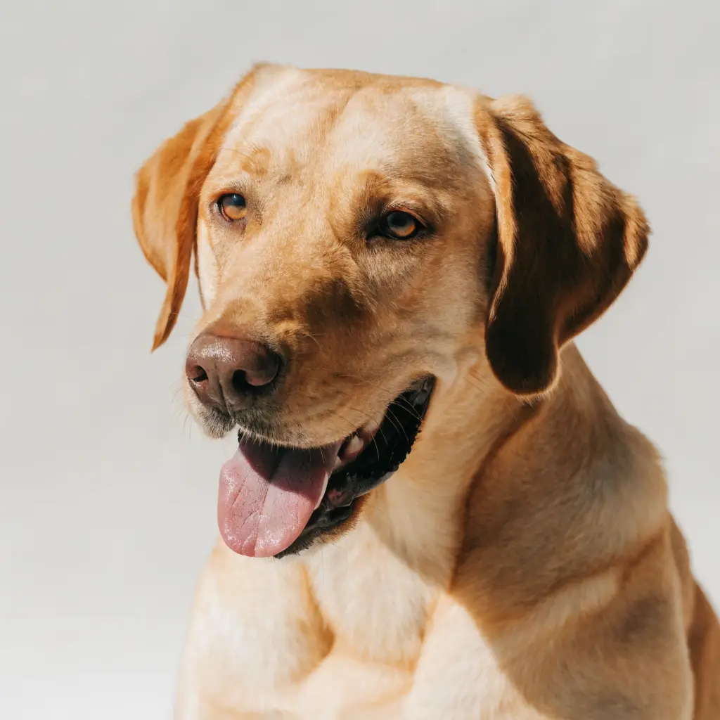 Labrador
