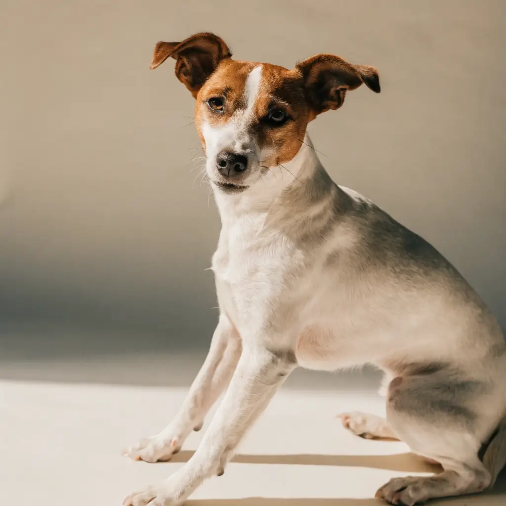 Terrier