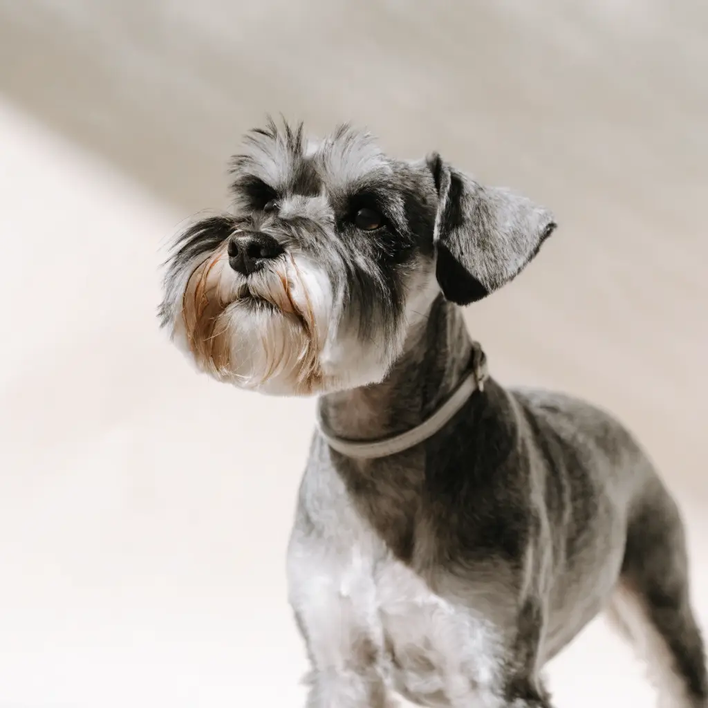 Schnauzer