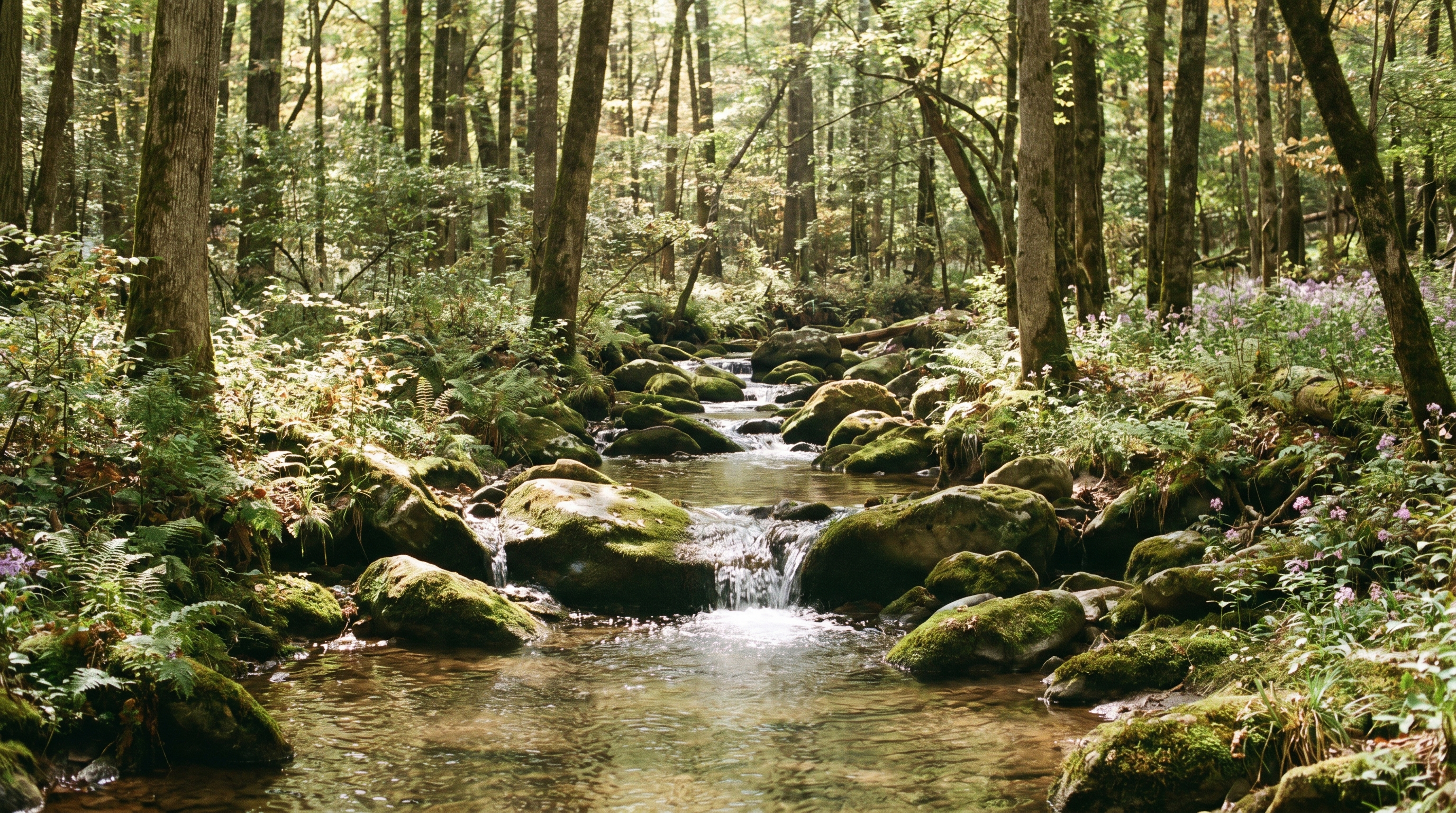 A clear stream over mossy rocks