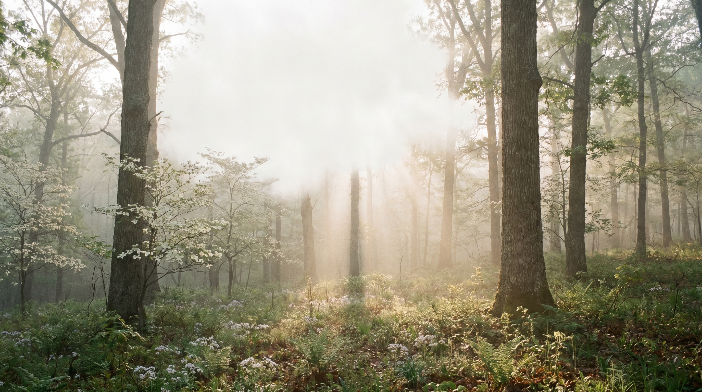 Misty forest at dawn