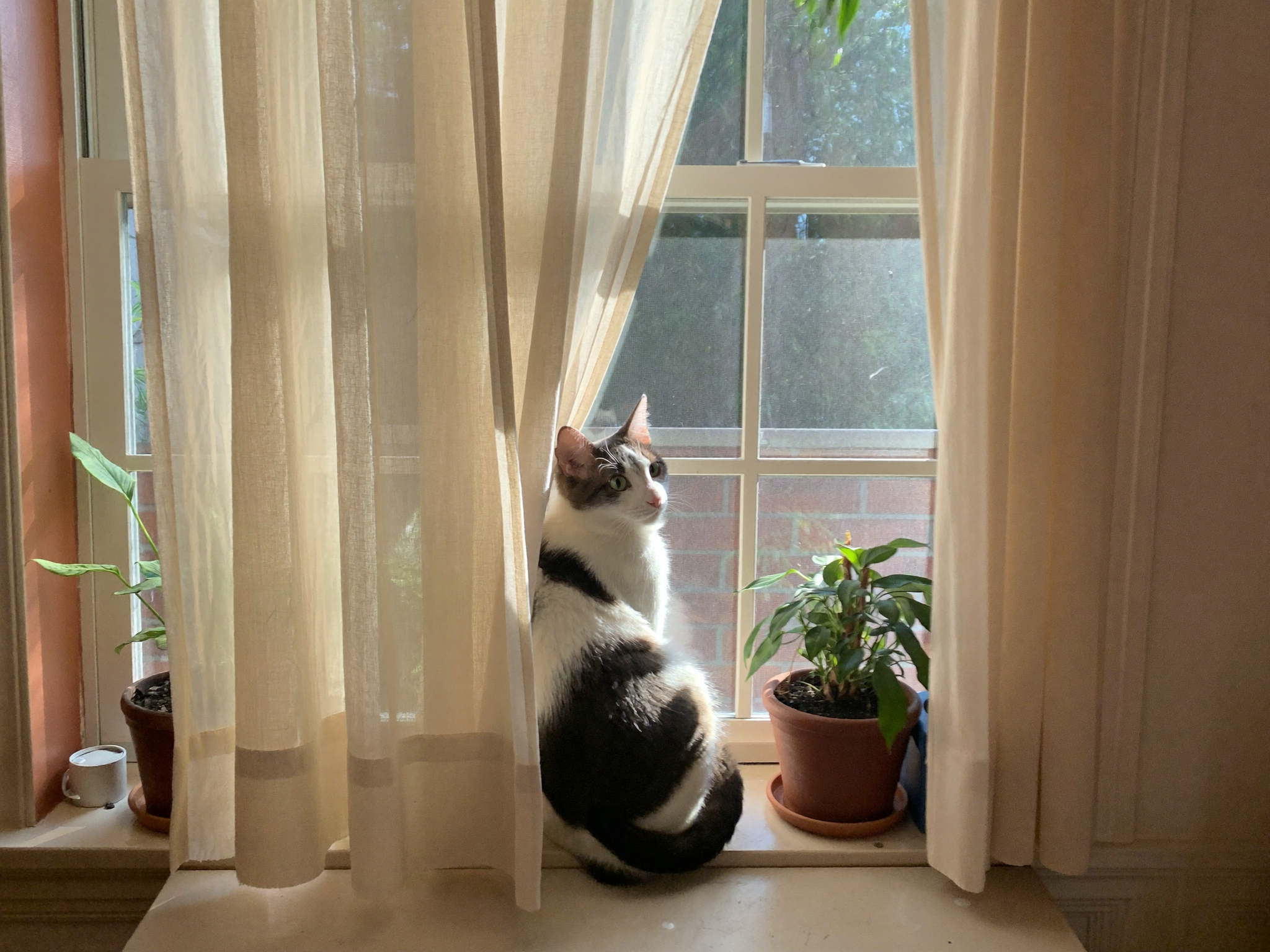 Wrenwood pets at home