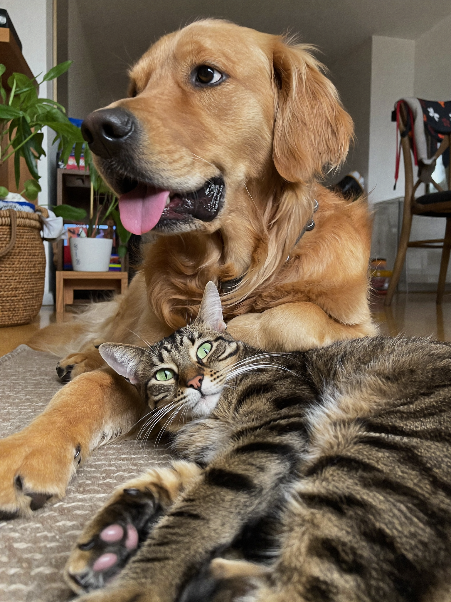 Wrenwood pet at home