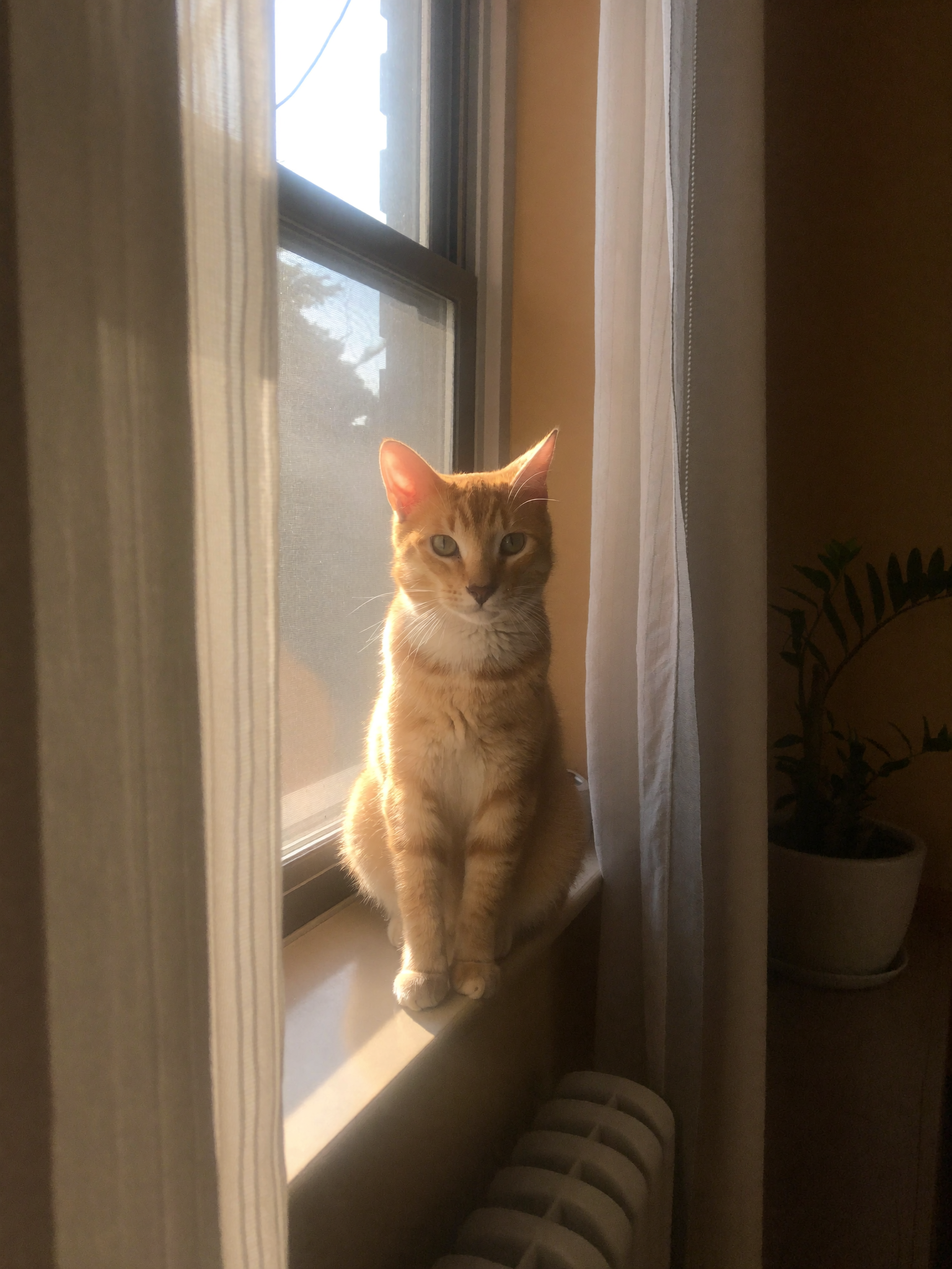Wrenwood pet at home