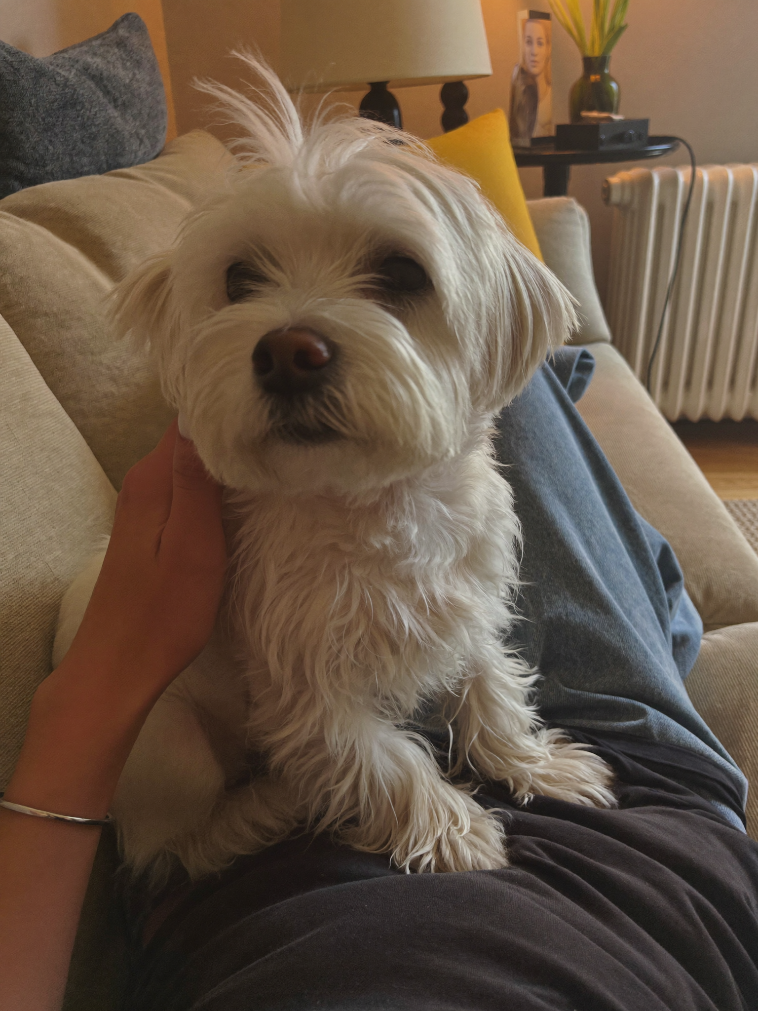 Wrenwood pet at home