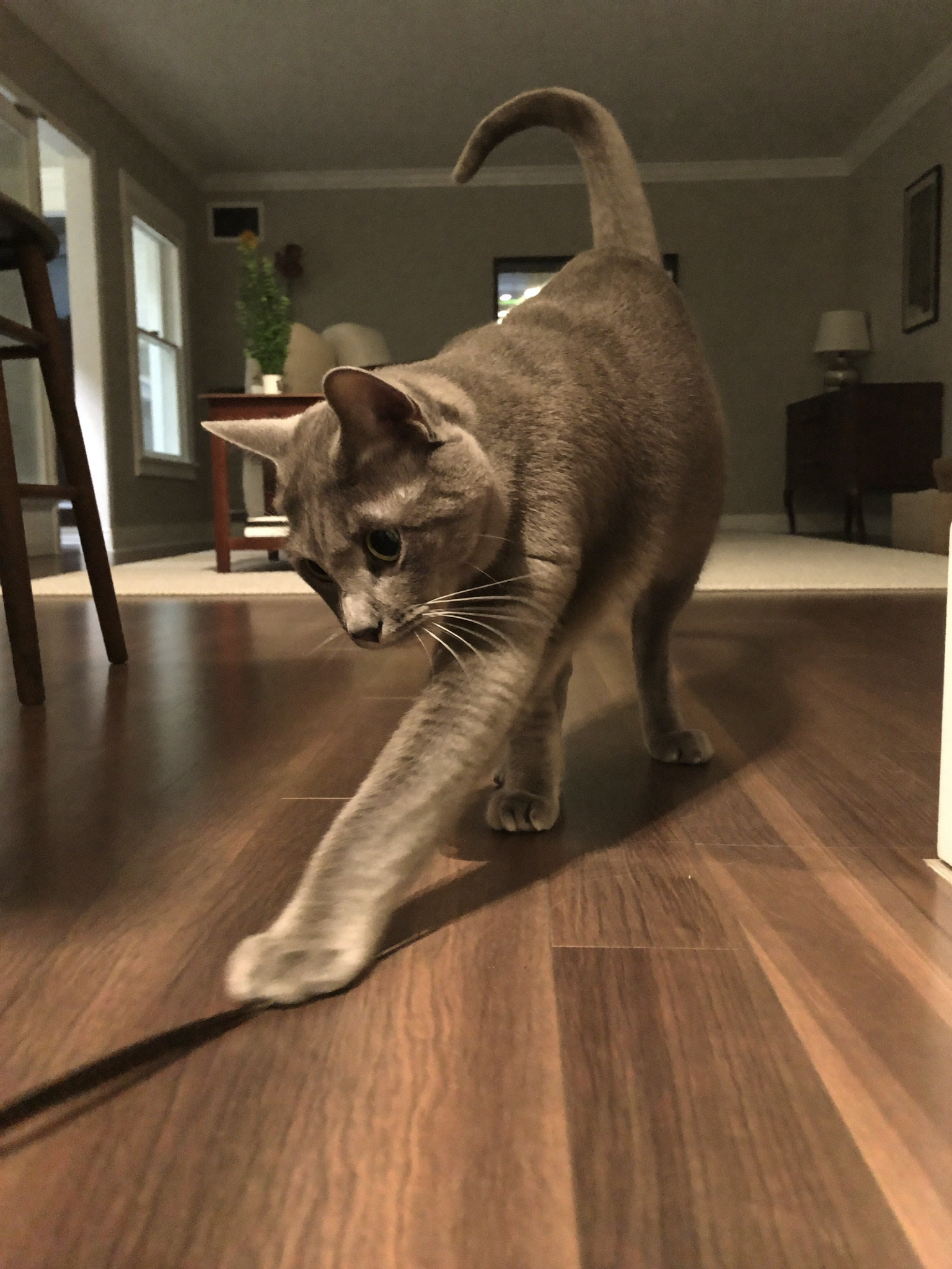 Wrenwood pet at home
