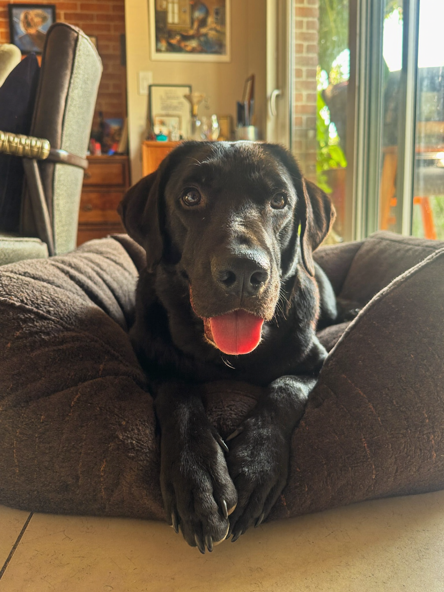 Wrenwood pet at home