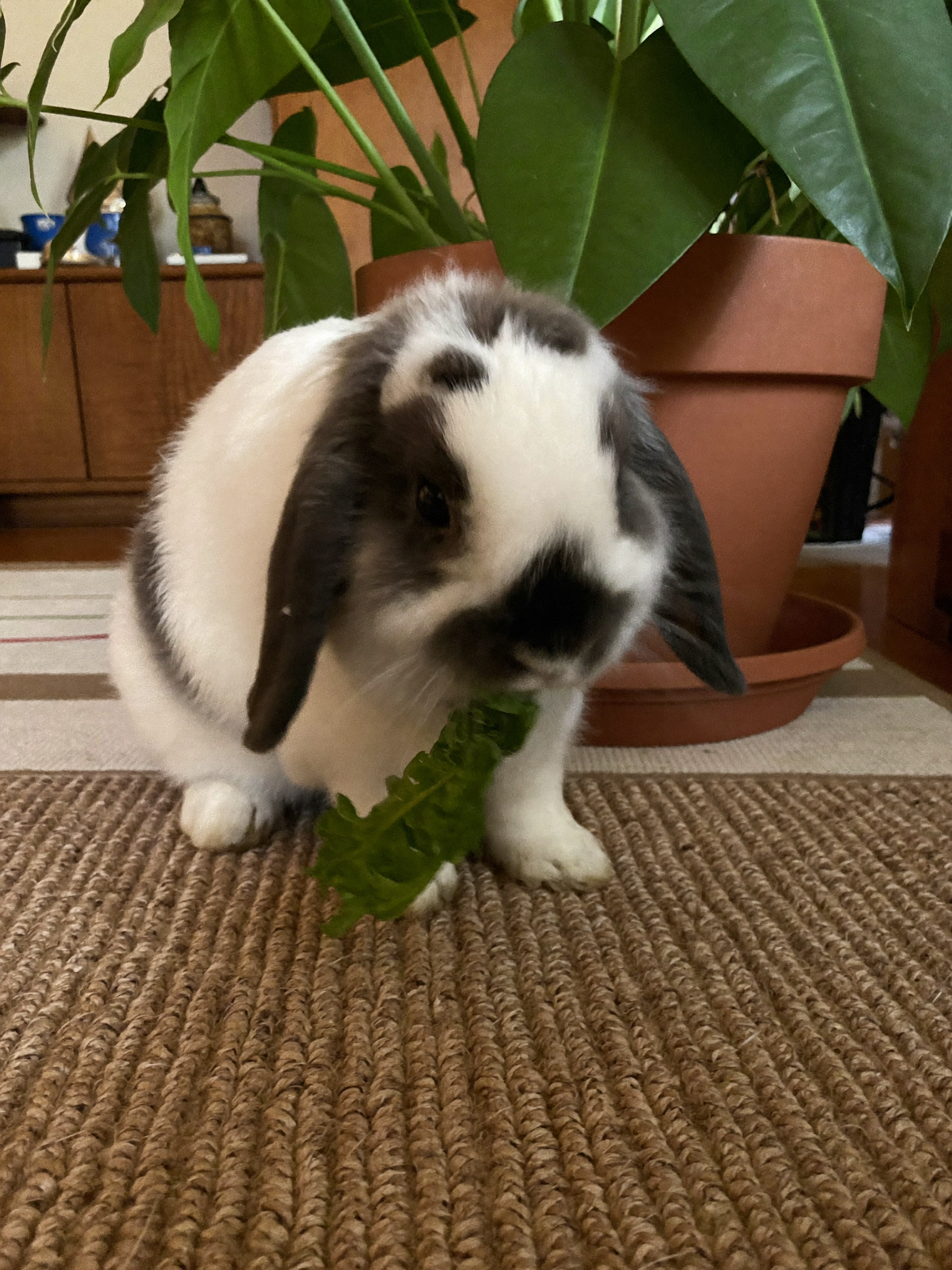 Wrenwood pet at home