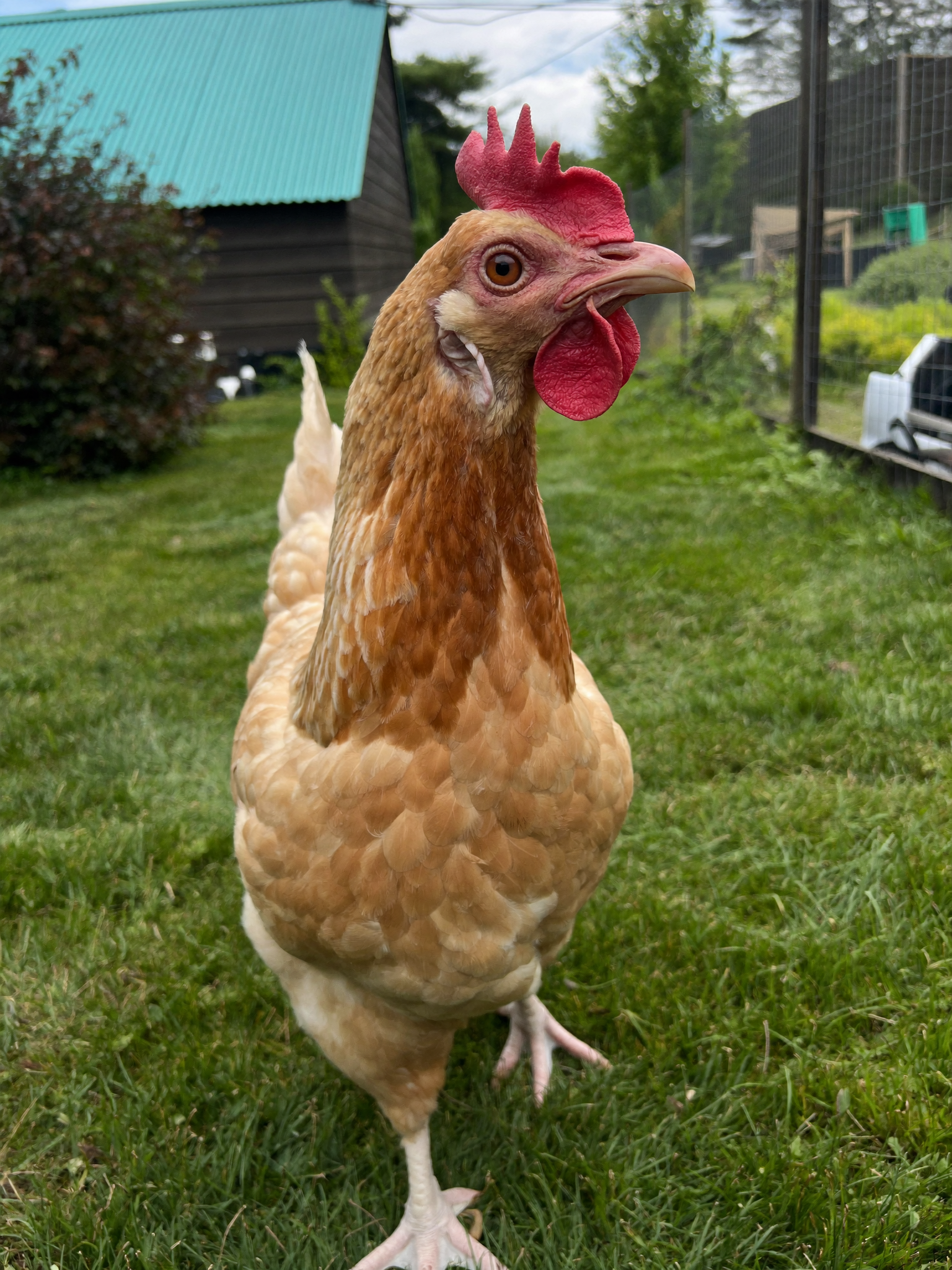 Wrenwood pet at home