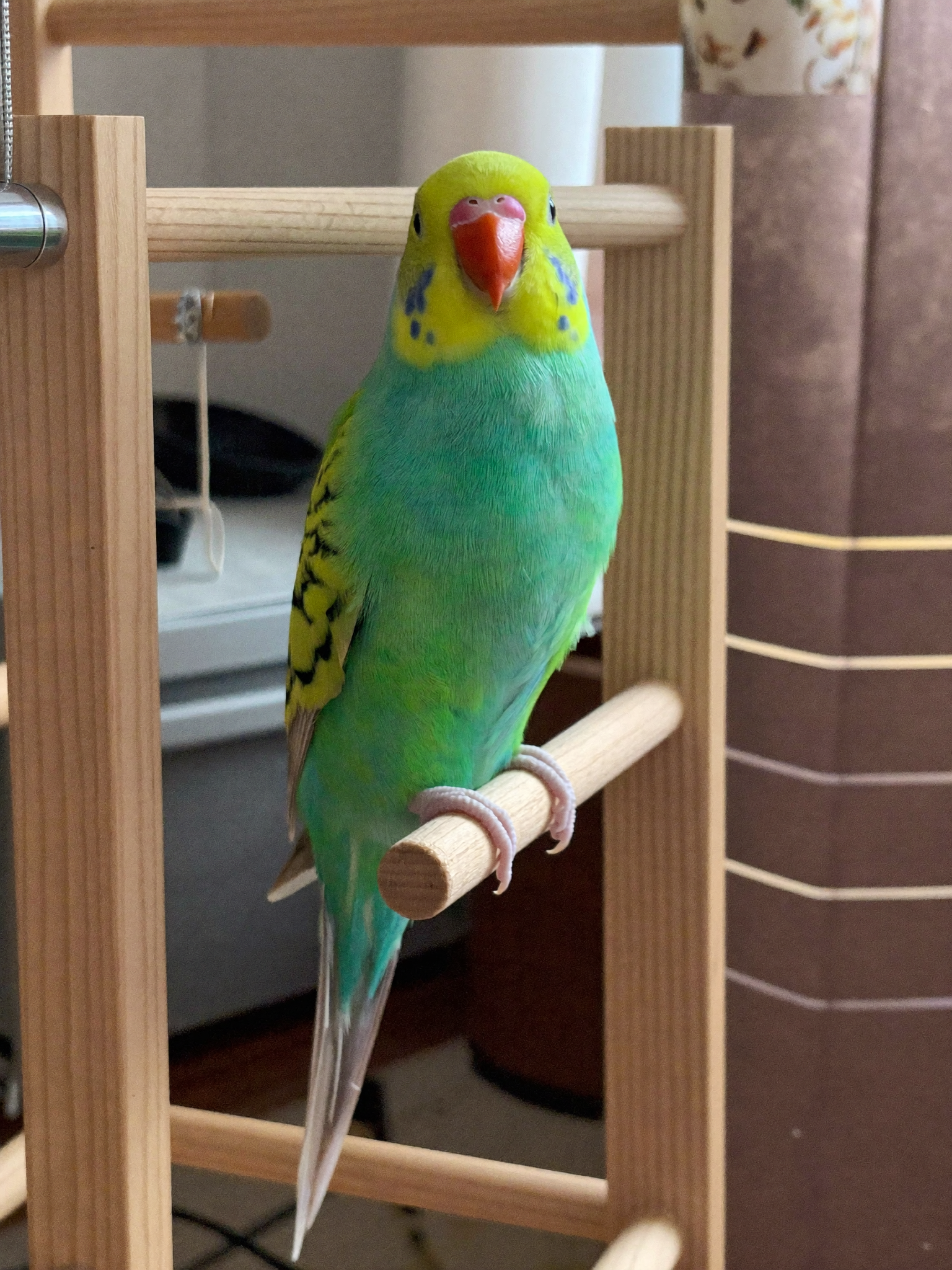 Wrenwood pet at home