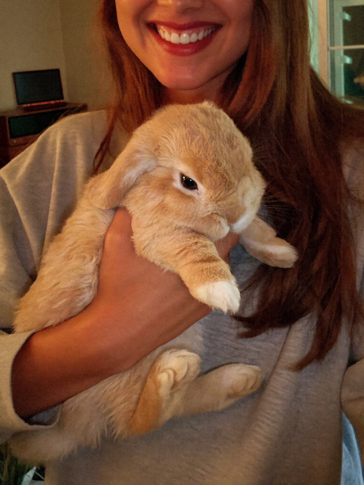 Wrenwood pet at home