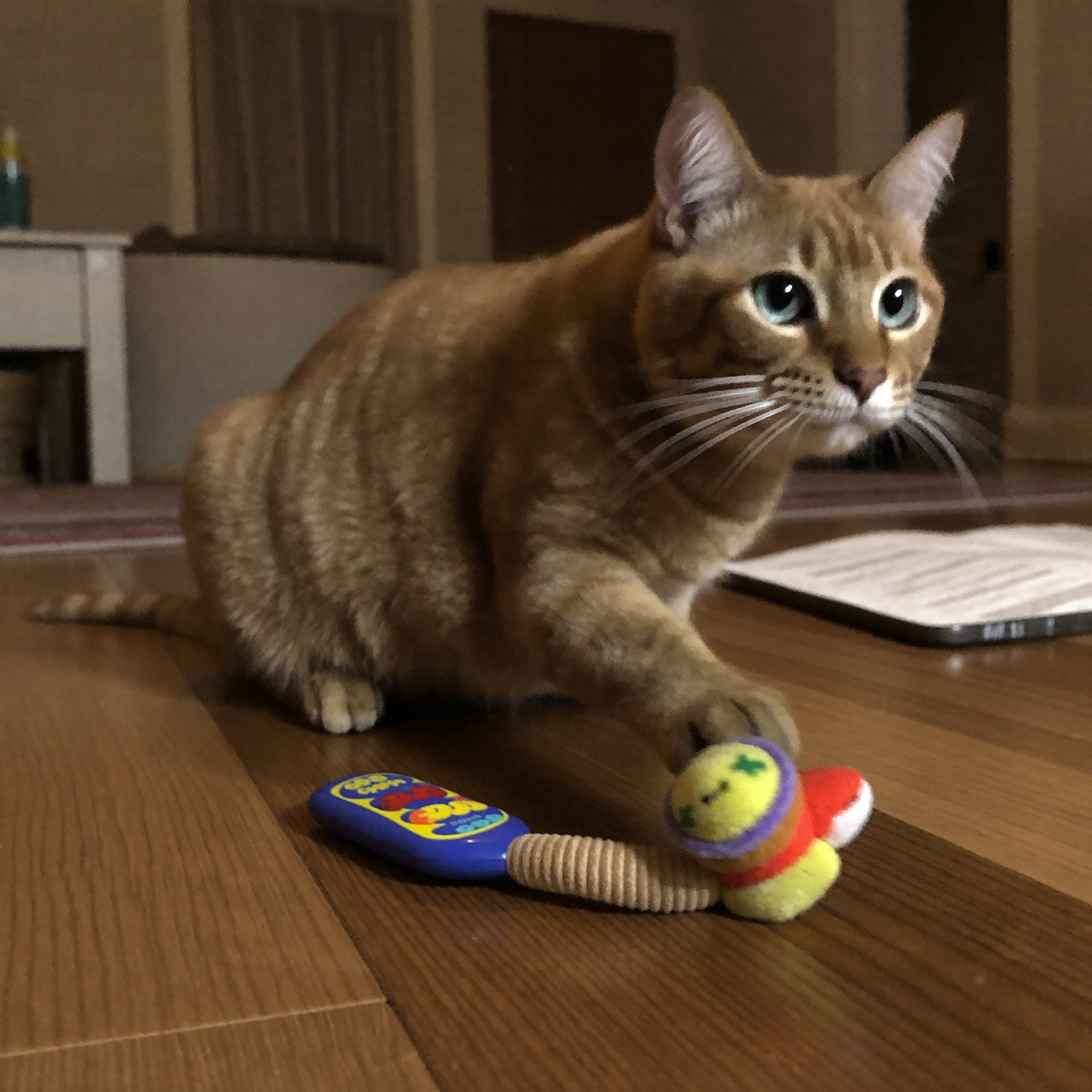 Wrenwood pet at home