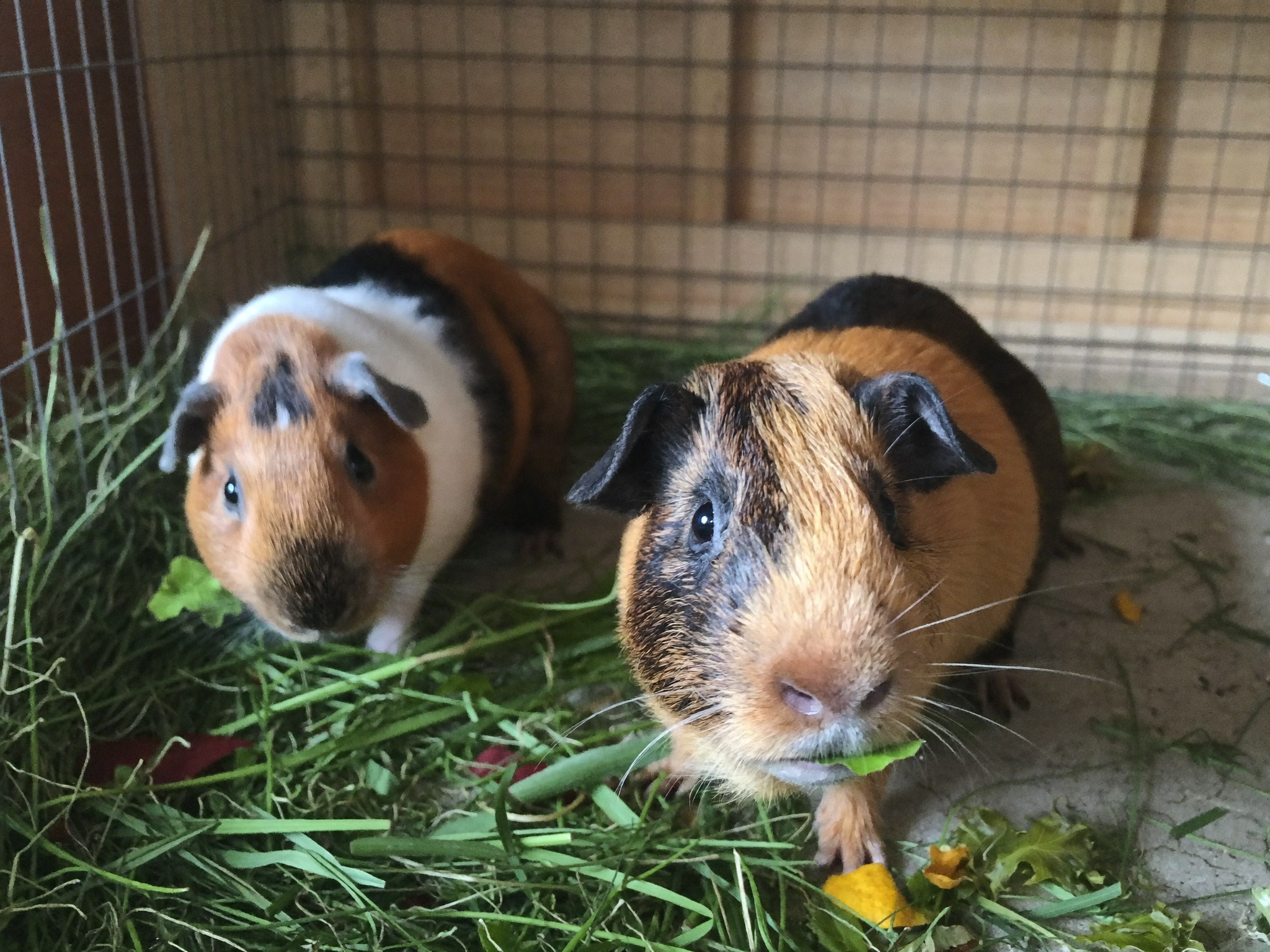 Wrenwood pets at home