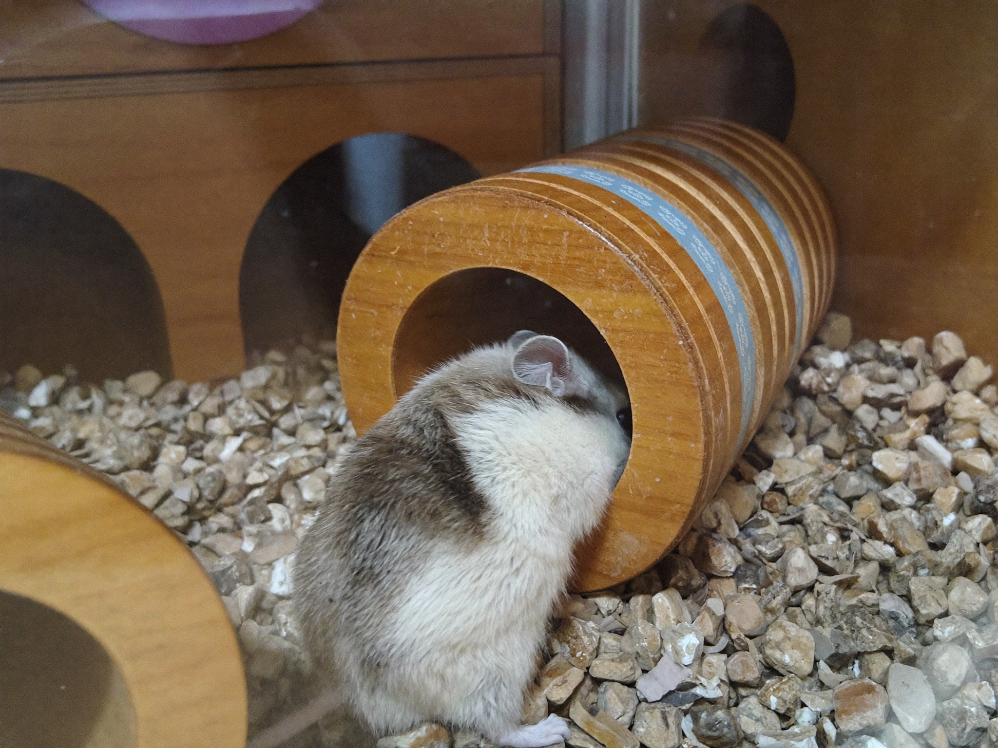 Wrenwood pets at home