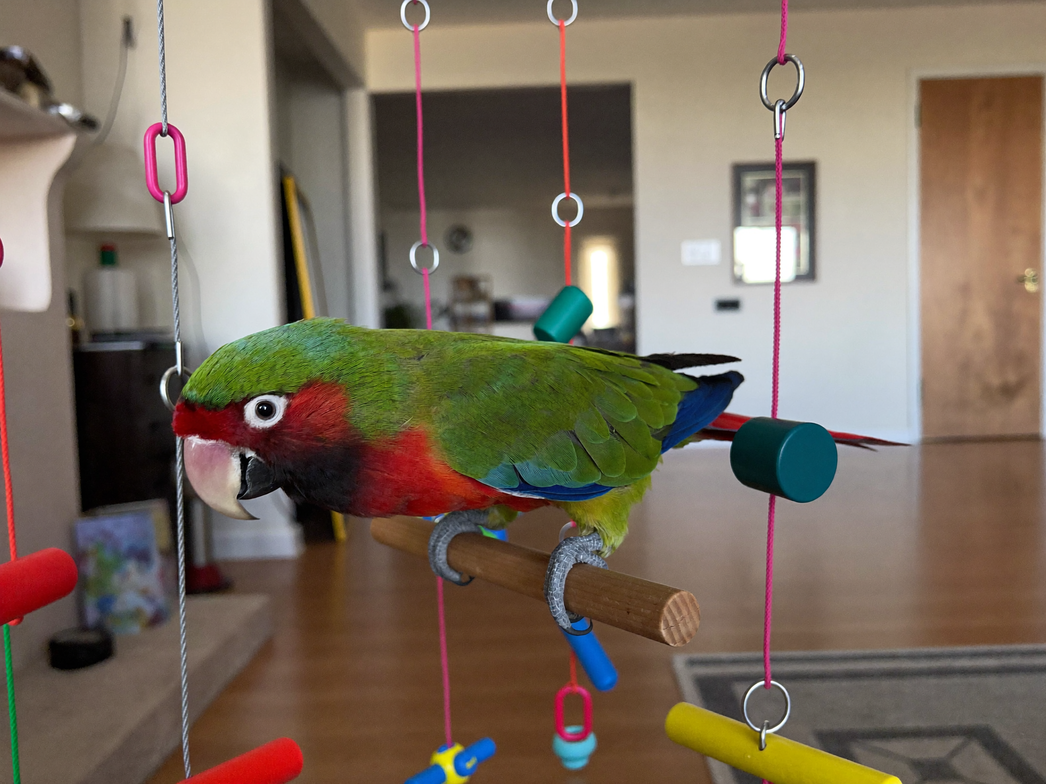Wrenwood pets at home