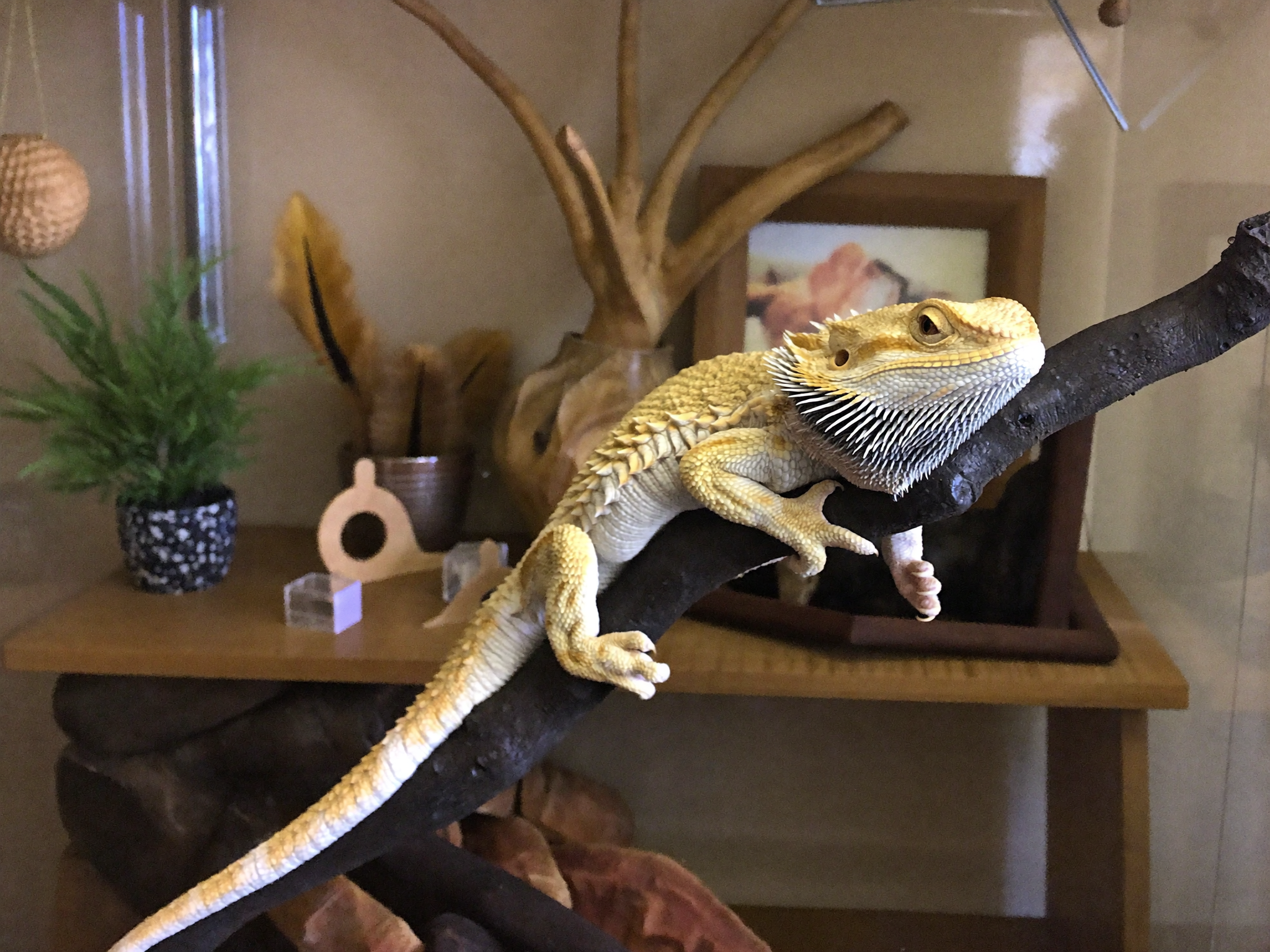Wrenwood pets at home