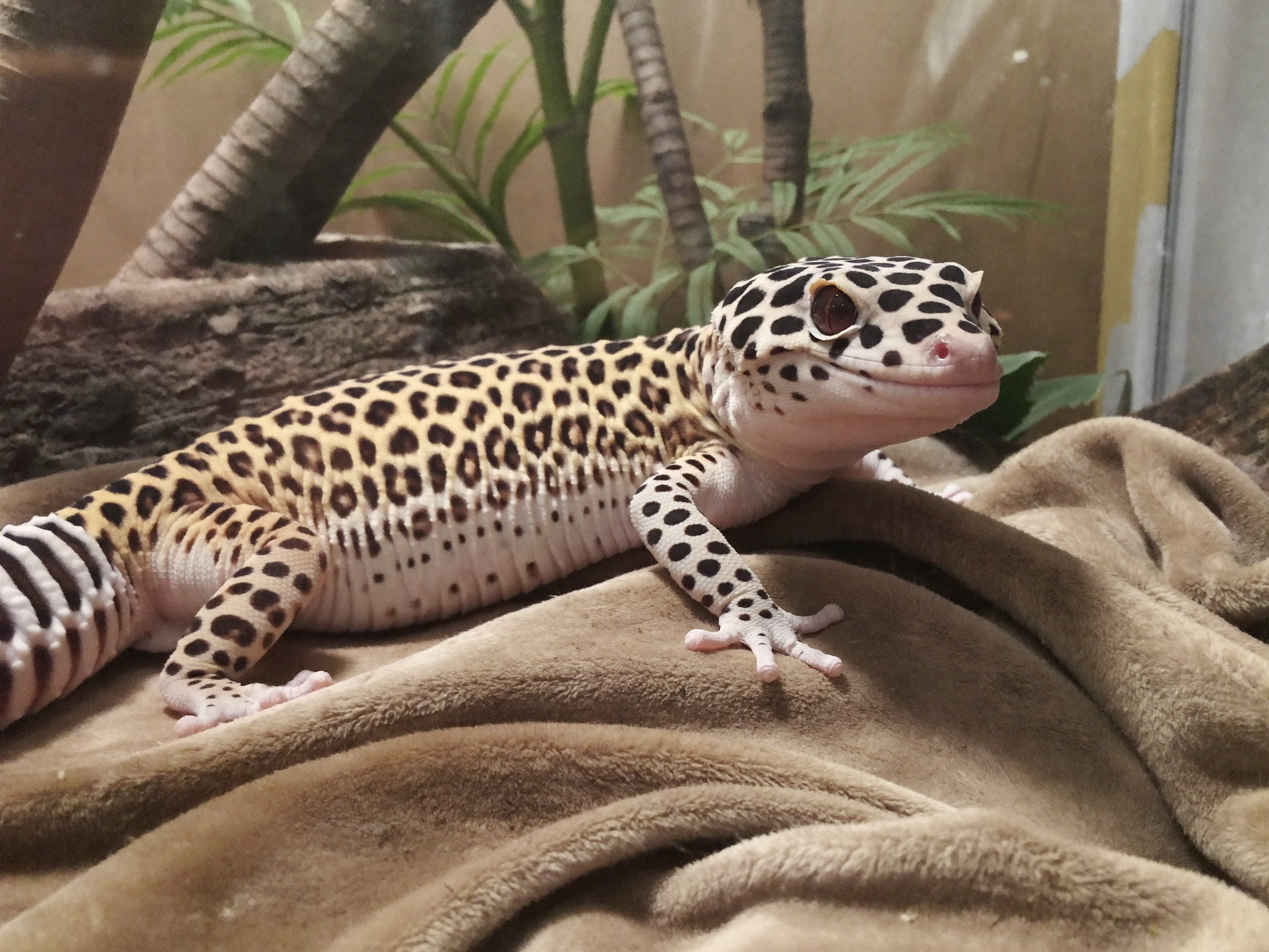 Wrenwood pets at home