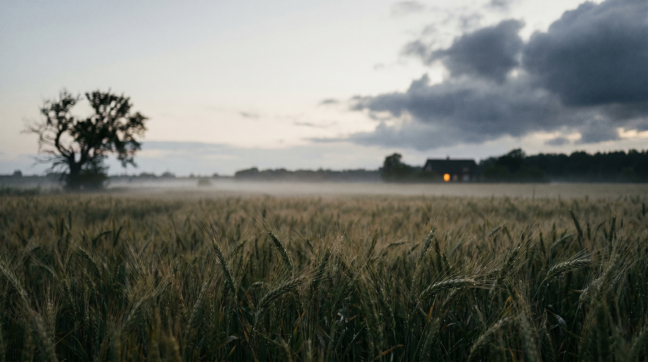 A wheat field at dusk after a summer storm — mist settling over the grain, deep blue evening sky
