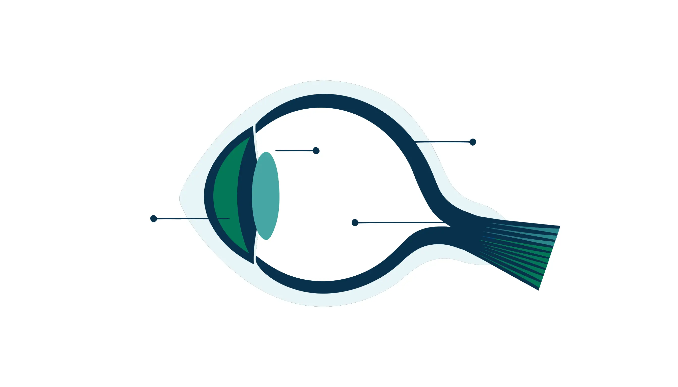 Simple eye anatomy diagram showing the front of the eye, retina, and optic nerve