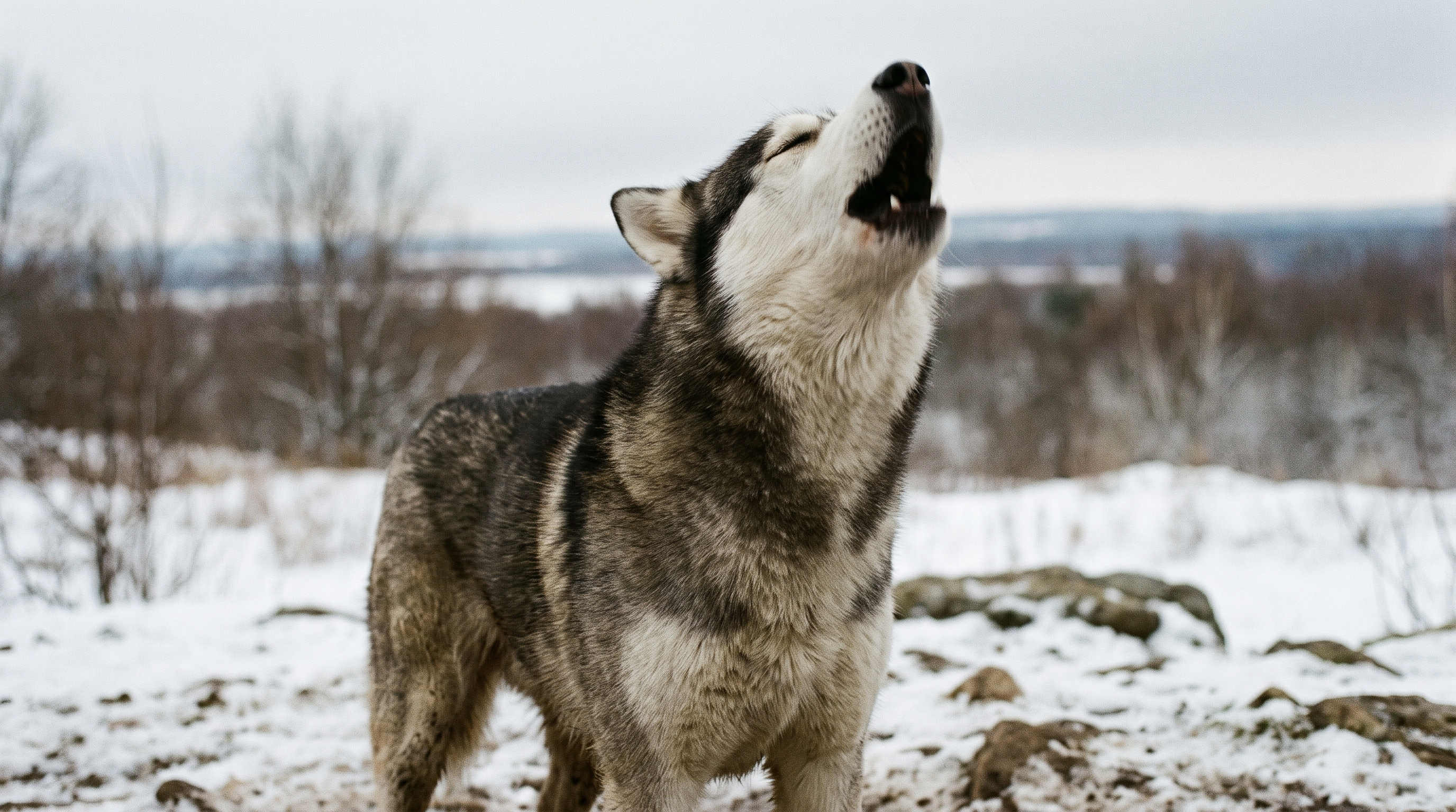 Siberian Husky howling, breed-characteristic vocalisation