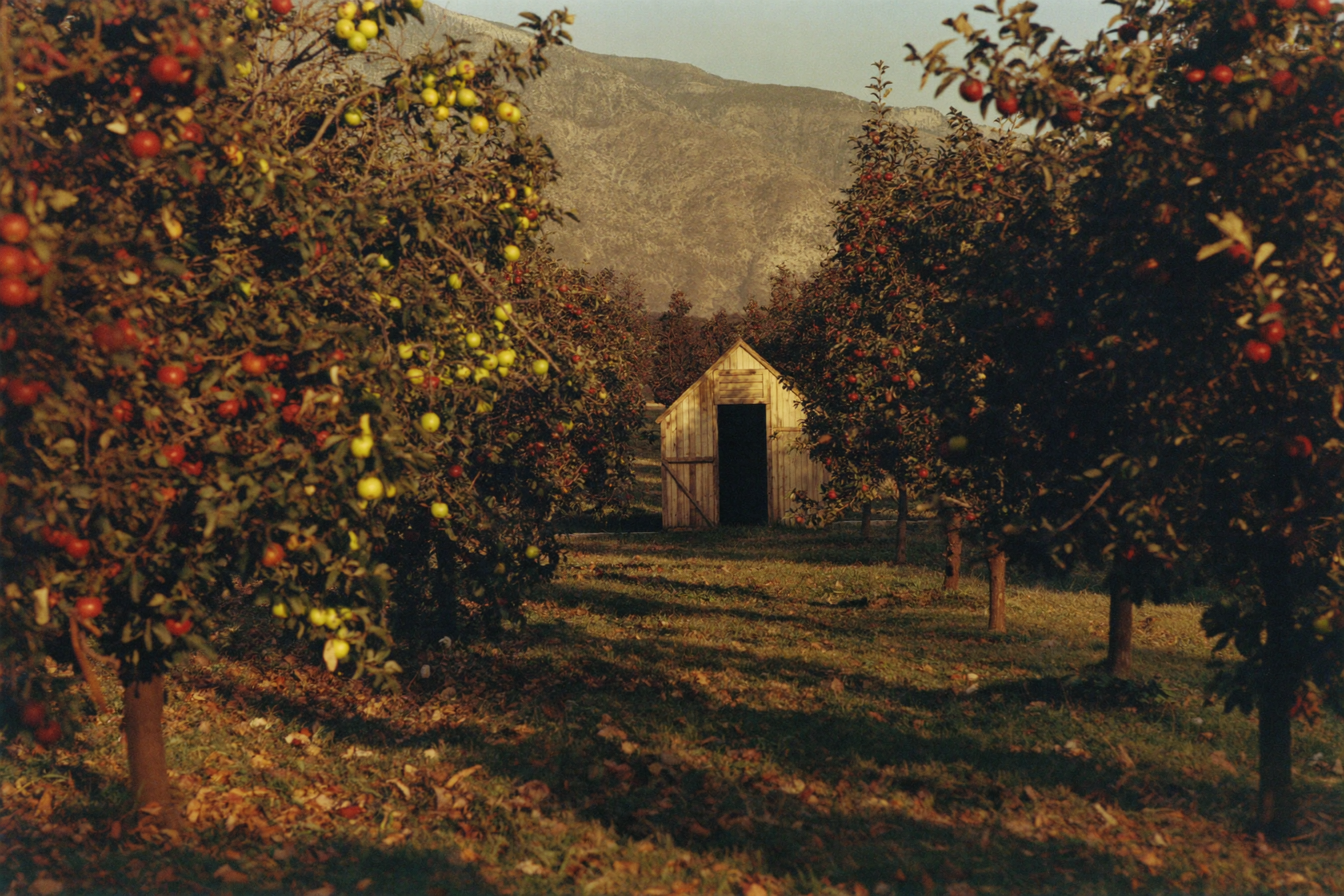 The last orchard, western slope of Colorado