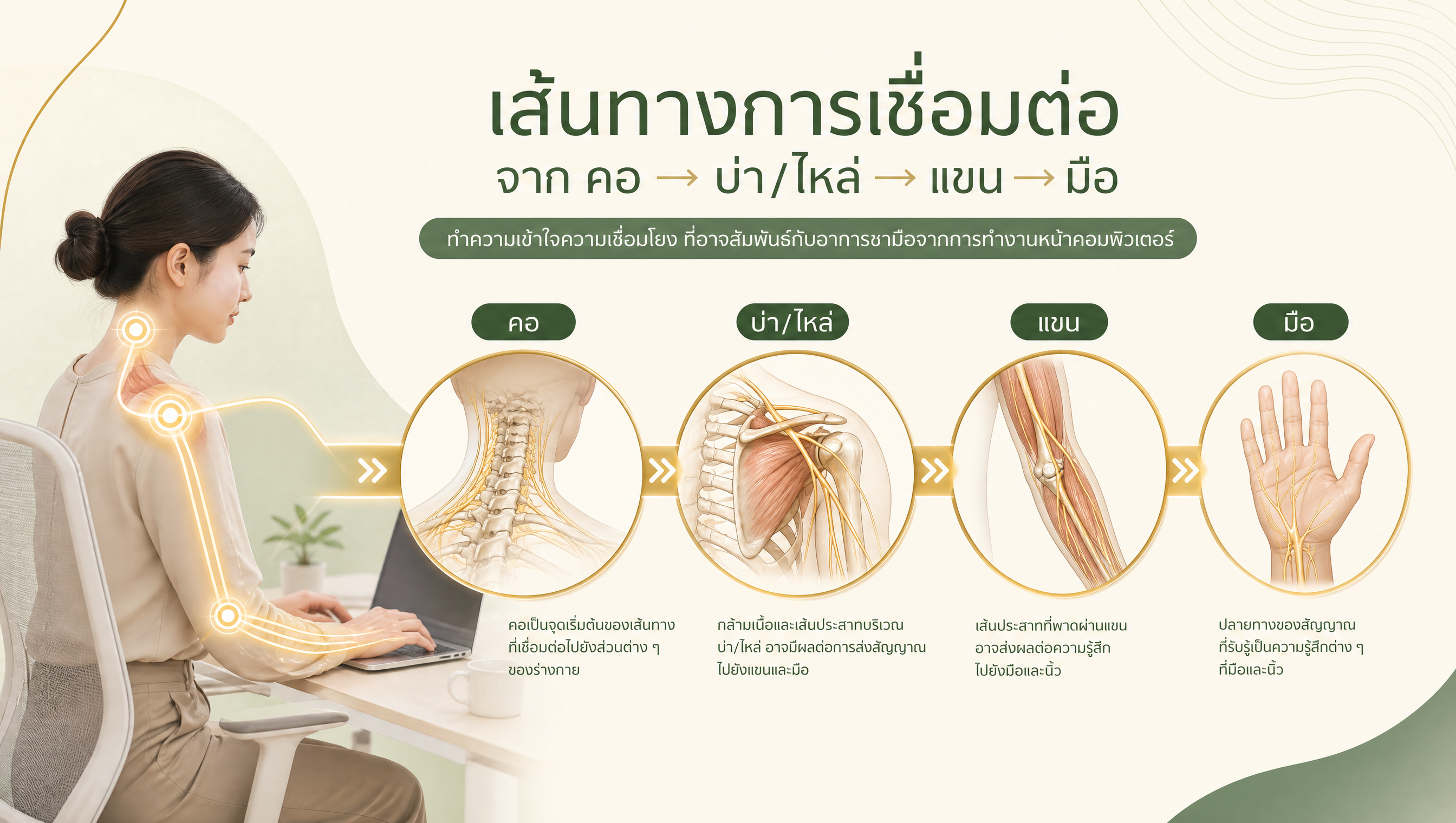 แผนภาพความสัมพันธ์ของคอ บ่า ไหล่ แขน และมือในคนทำงานหน้าคอม