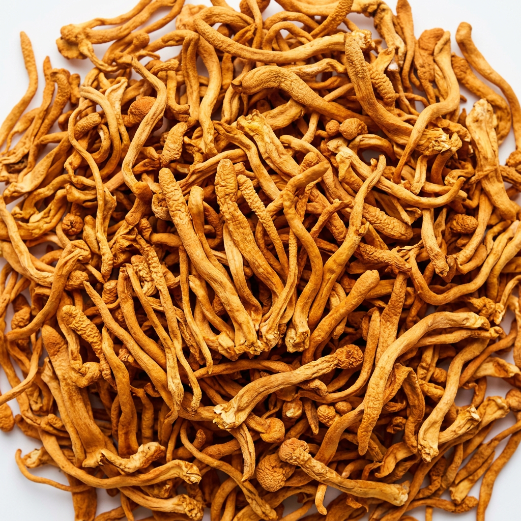 Cordyceps