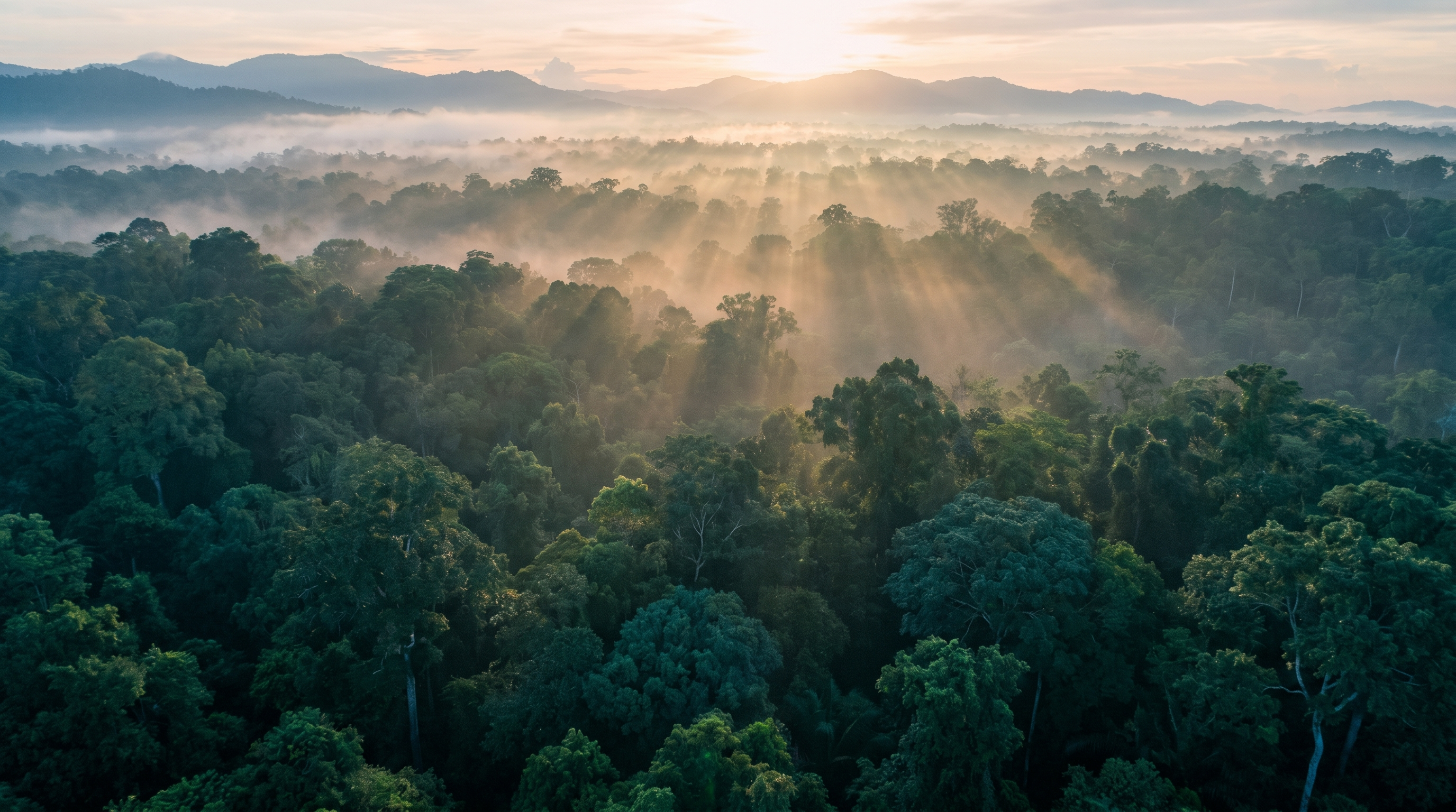 Canopée de forêt tropicale dans la brume au lever du jour