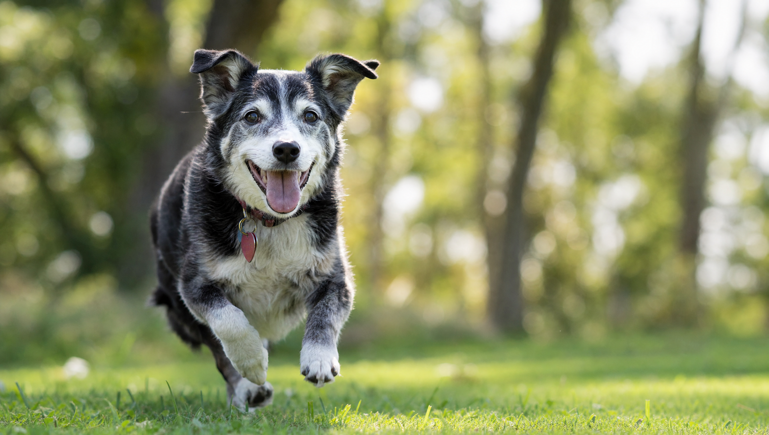 Happy, active dog