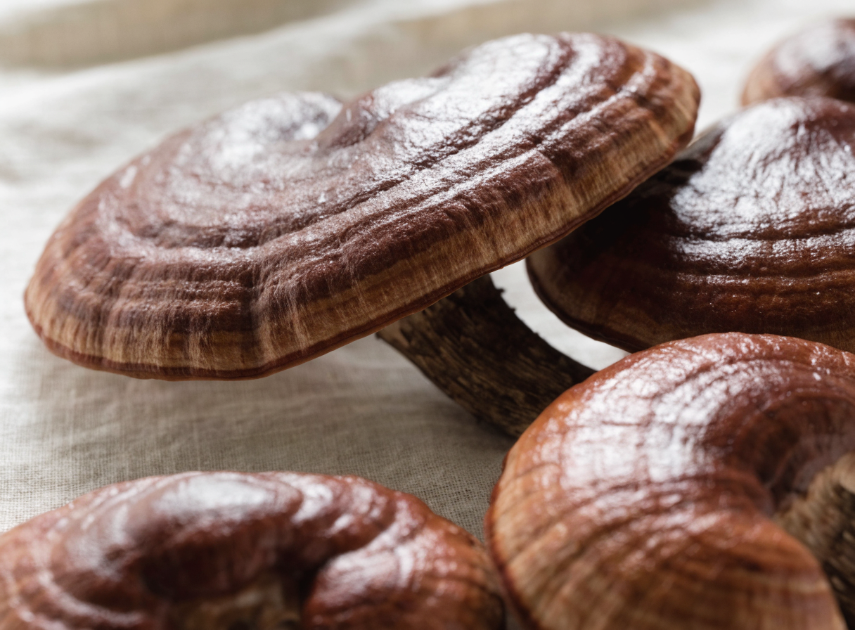 Hongos reishi