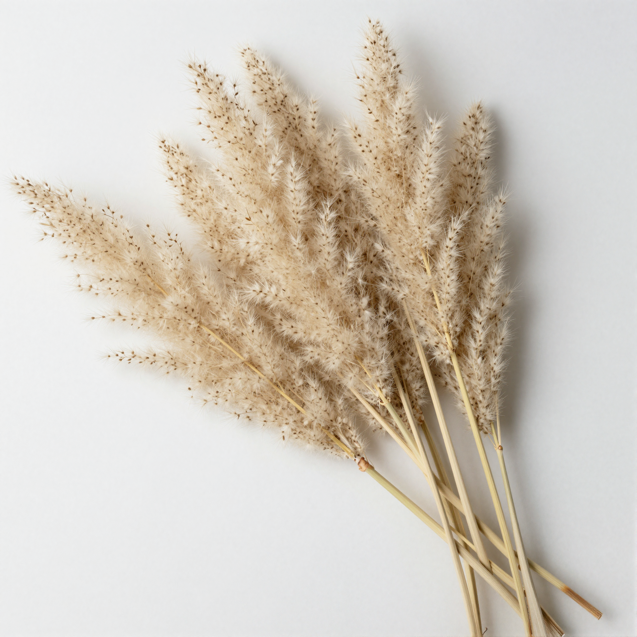 Dried Pampas Grass Bunch detail