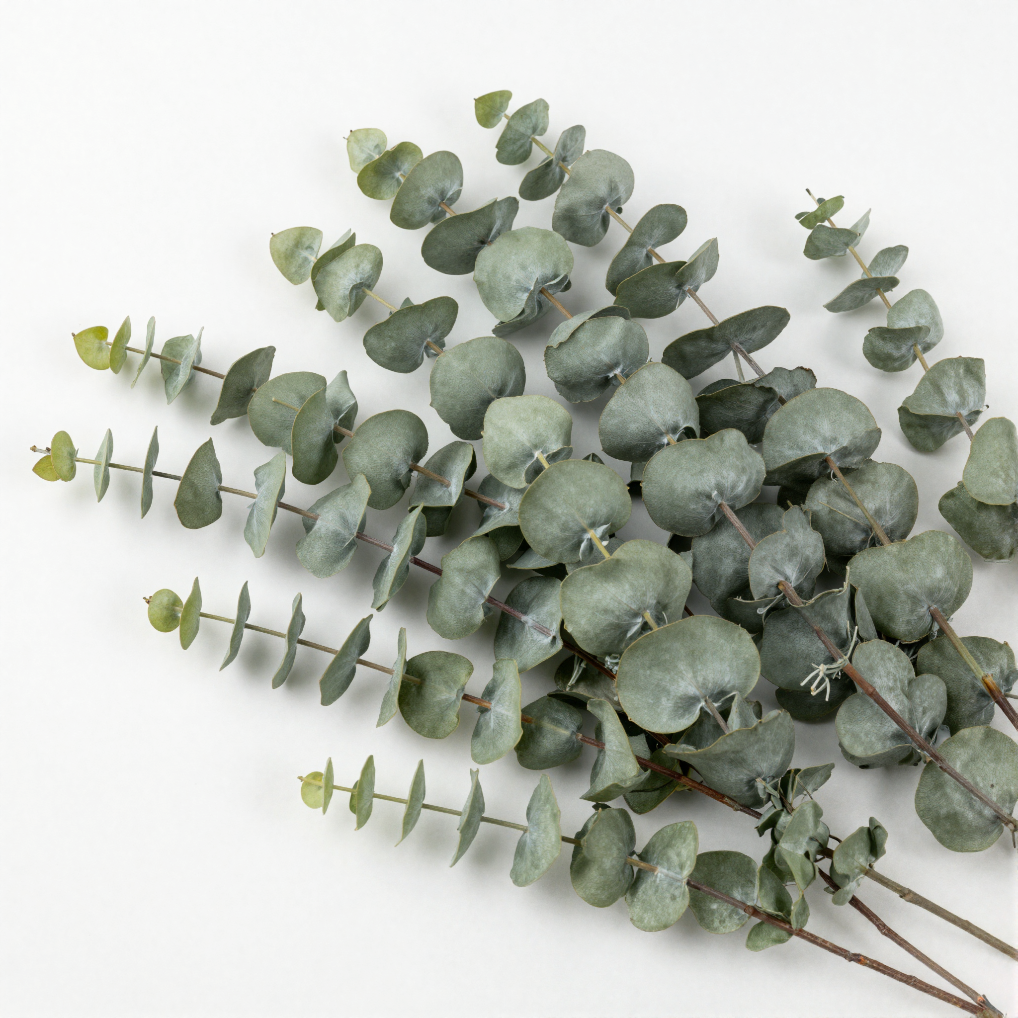 Artificial Eucalyptus Stems detail