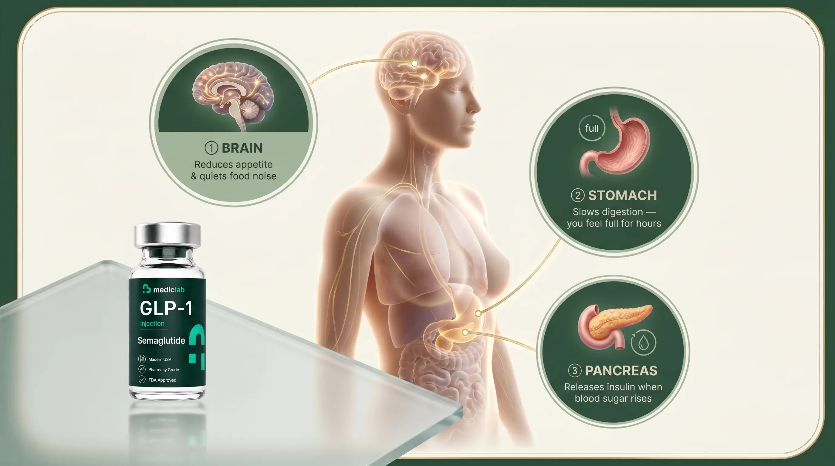 How a MedicLab GLP-1 medication works in the body: it acts on the brain to reduce appetite and quiet food noise, slows stomach emptying so fullness lasts hours, and prompts the pancreas to release insulin when blood sugar rises
