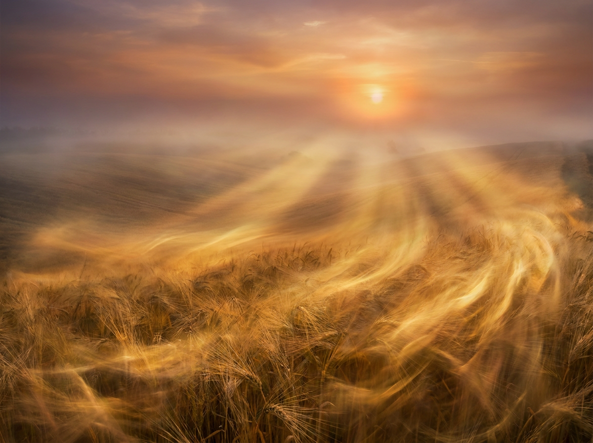 Amber Wheat Fields